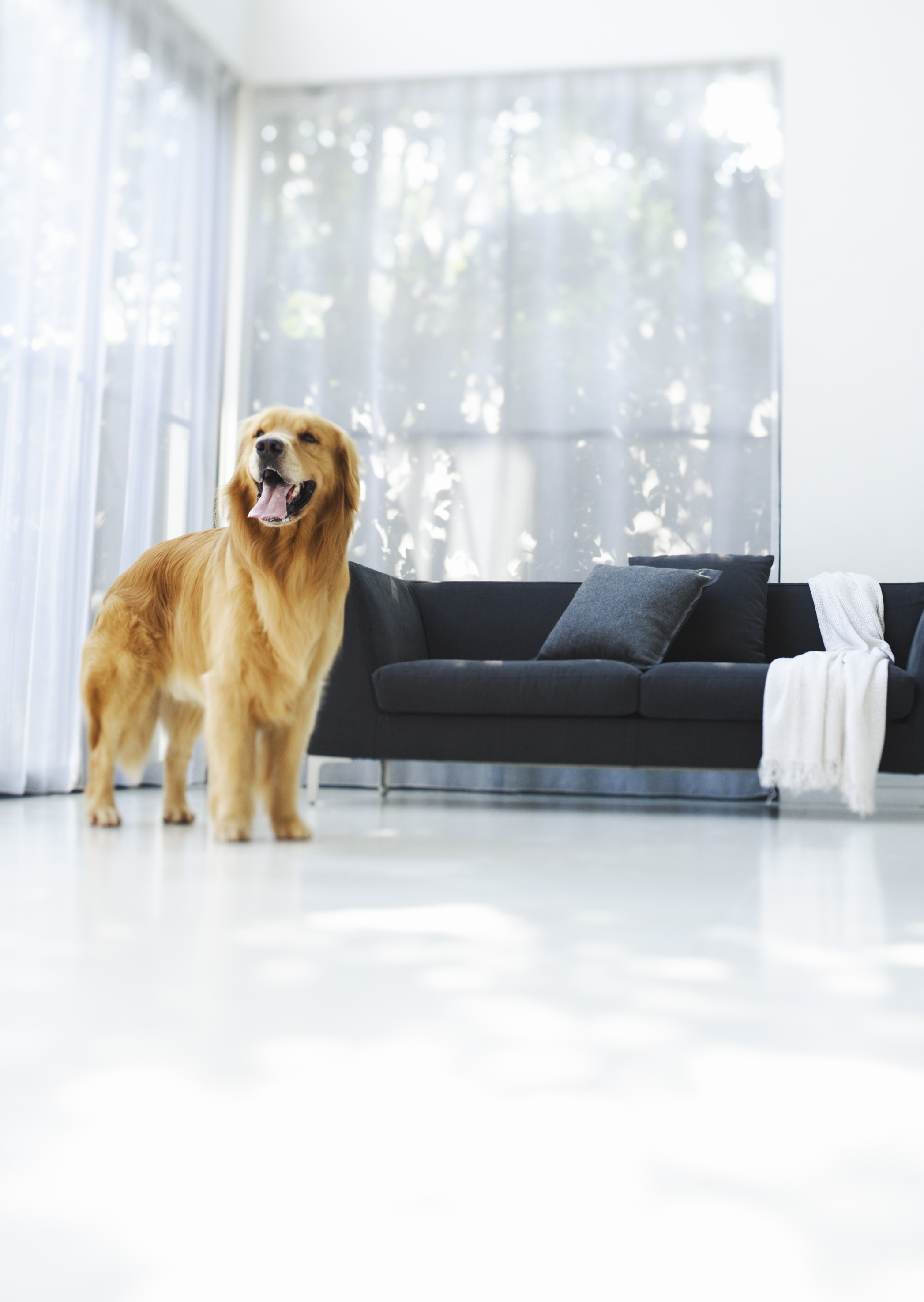 Free download high resolution image - free image free photo free stock image public domain picture -dog lying down in sunny living room