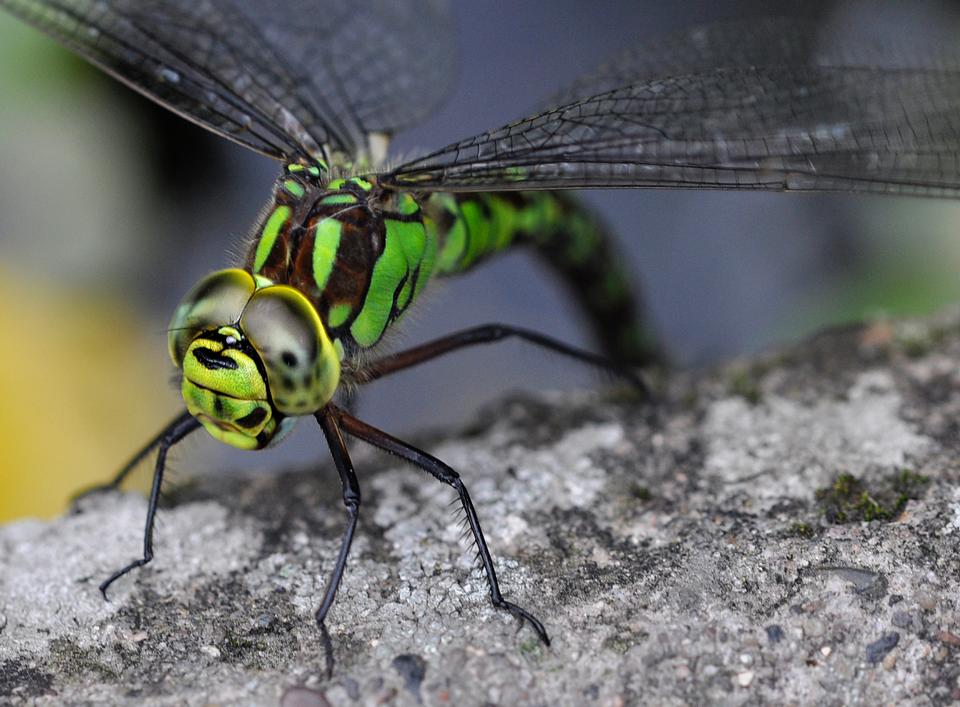 Free download high resolution image - free image free photo free stock image public domain picture  Dragonfly on the rock