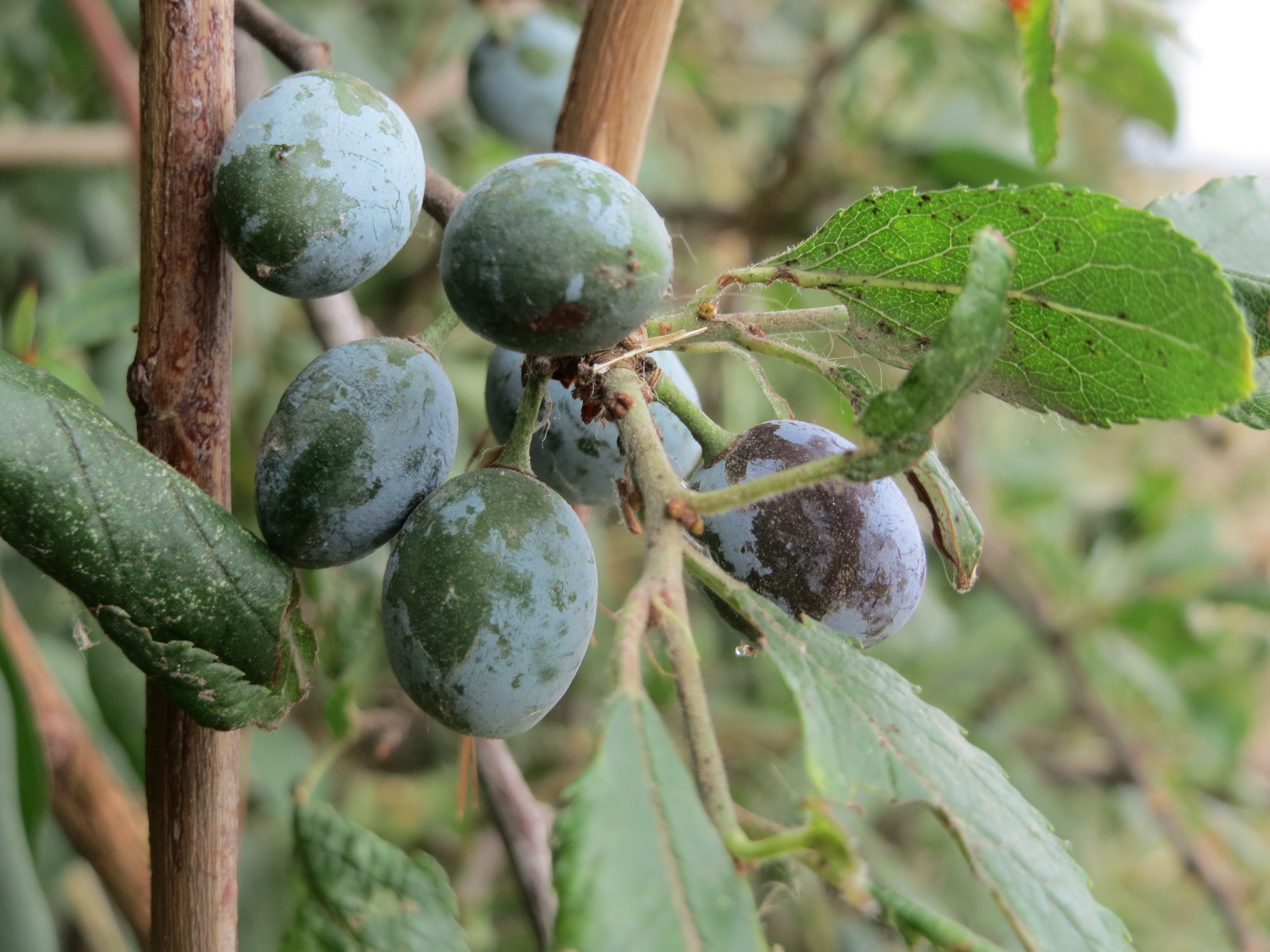 Free download high resolution image - free image free photo free stock image public domain picture -Prunus spinosa with ripe fruit