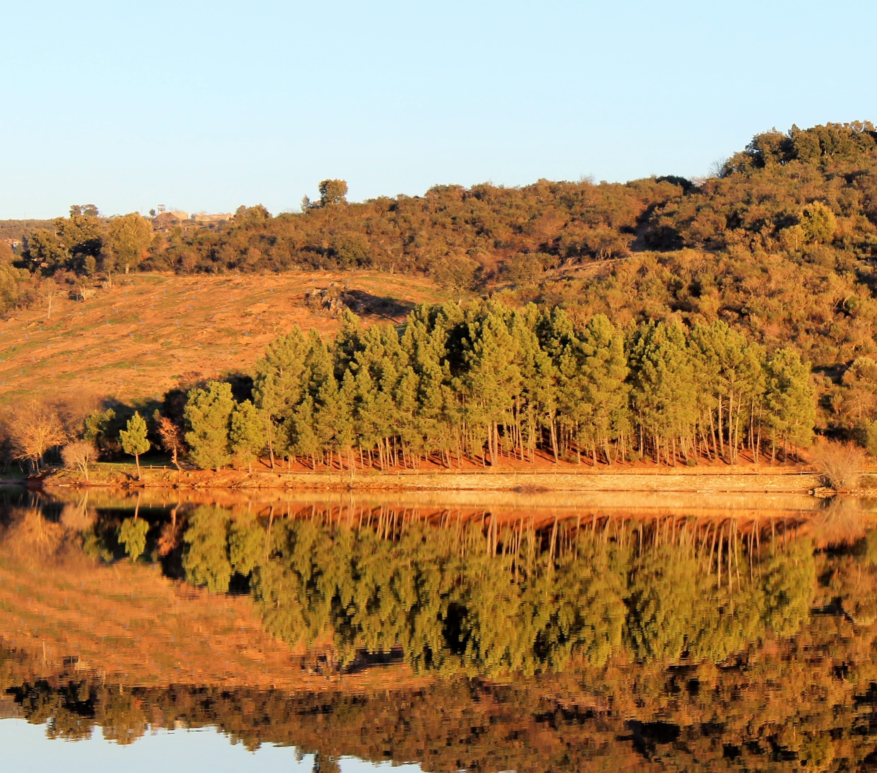 Free download high resolution image - free image free photo free stock image public domain picture -Beautiful forest reflecting on calm lake shore