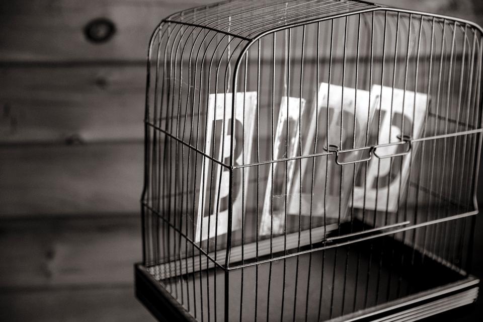 Free download high resolution image - free image free photo free stock image public domain picture  bird-in-cage