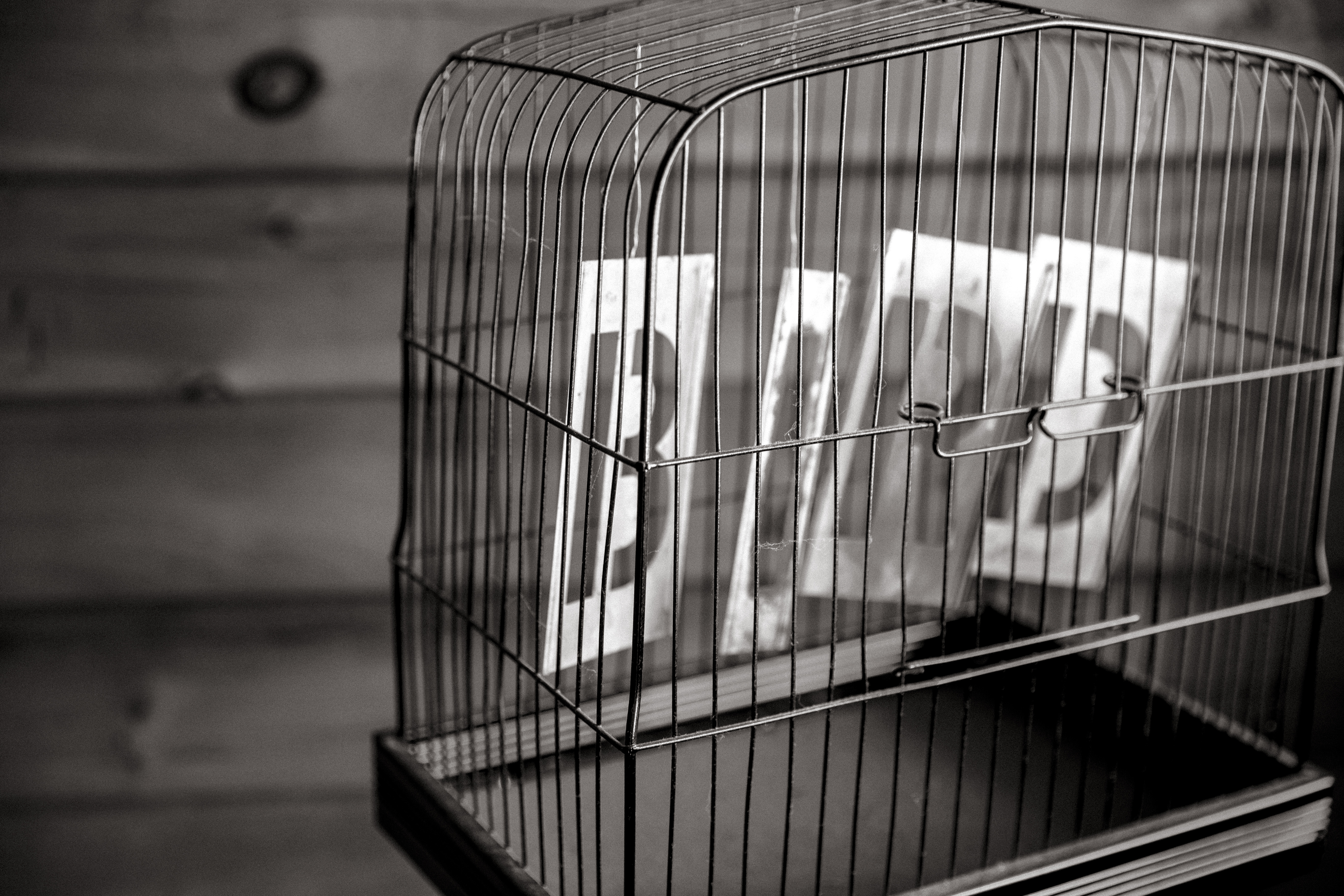 Free download high resolution image - free image free photo free stock image public domain picture -bird-in-cage