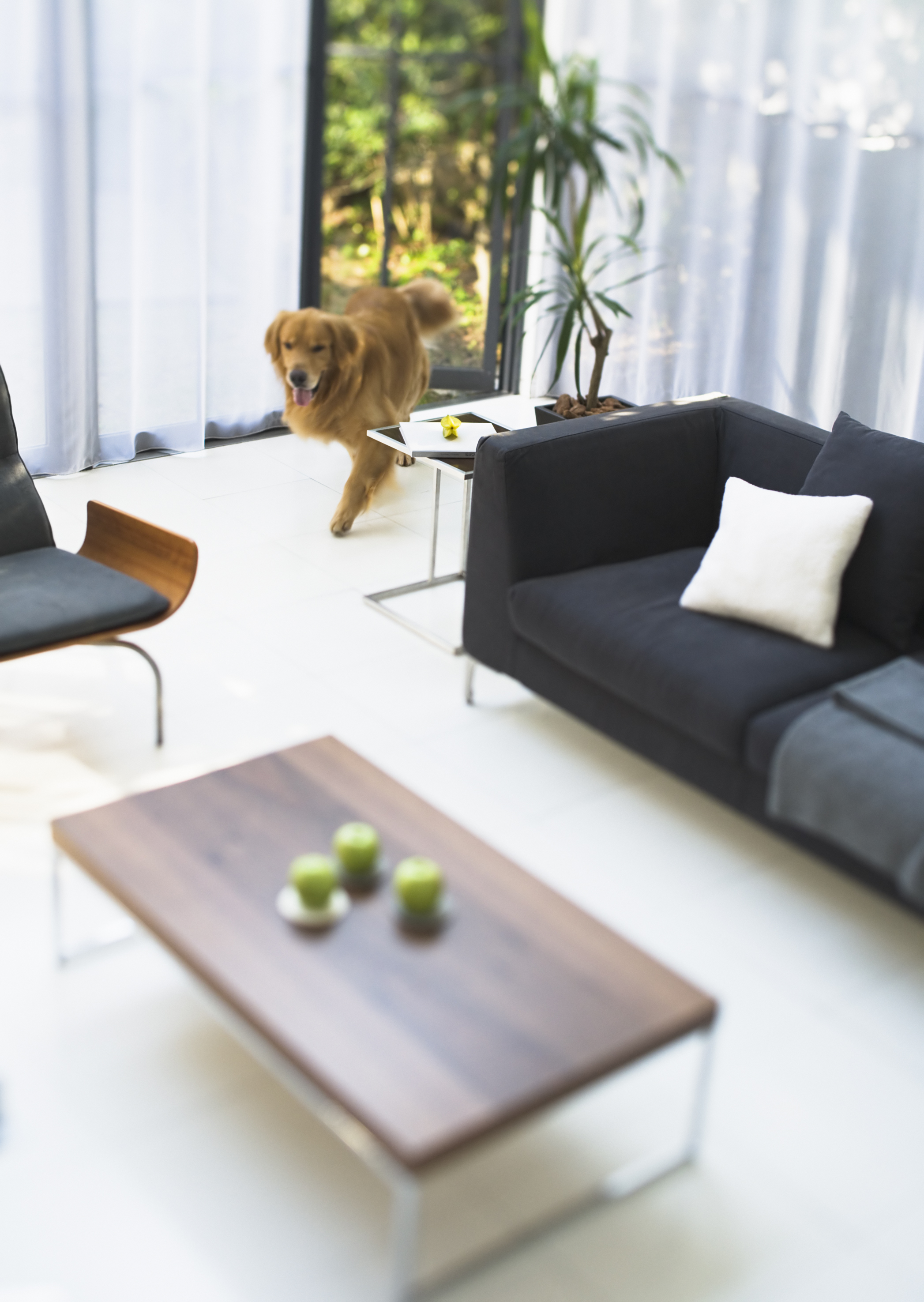 Free download high resolution image - free image free photo free stock image public domain picture -Inside of stylish house with dog