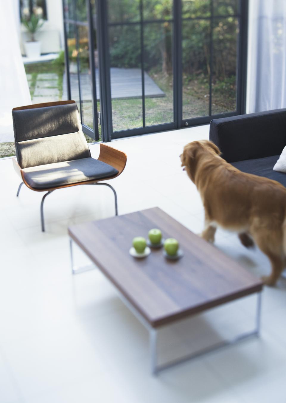 Free download high resolution image - free image free photo free stock image public domain picture  Living room with dog