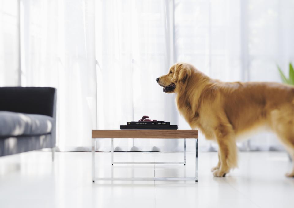 Free download high resolution image - free image free photo free stock image public domain picture  Golden retriever dog in living room