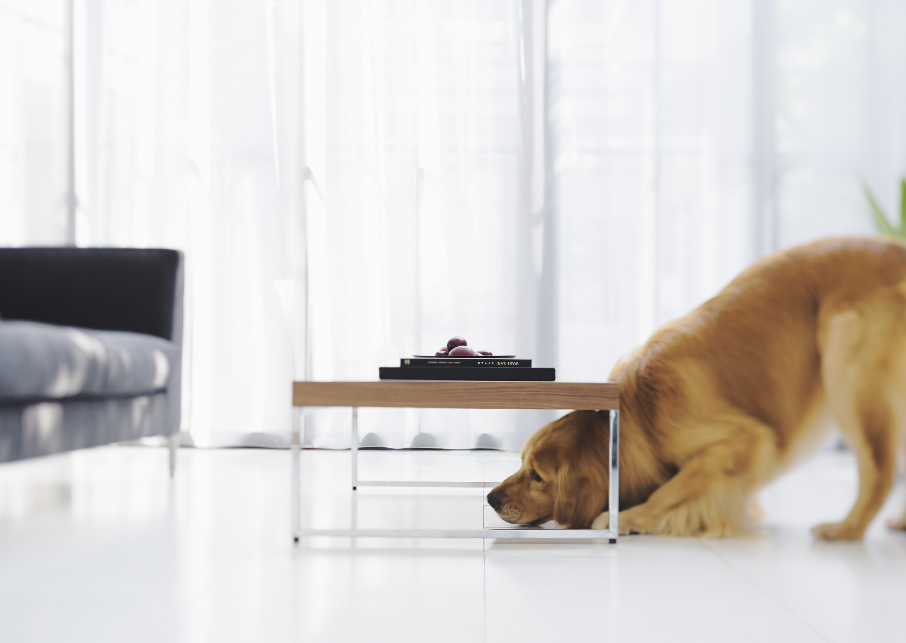 Free download high resolution image - free image free photo free stock image public domain picture -Living room with dog in foreground