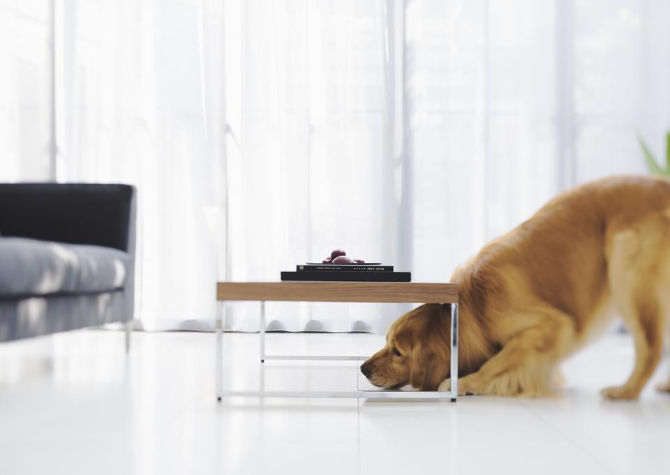 Free download high resolution image - free image free photo free stock image public domain picture  Living room with dog in foreground