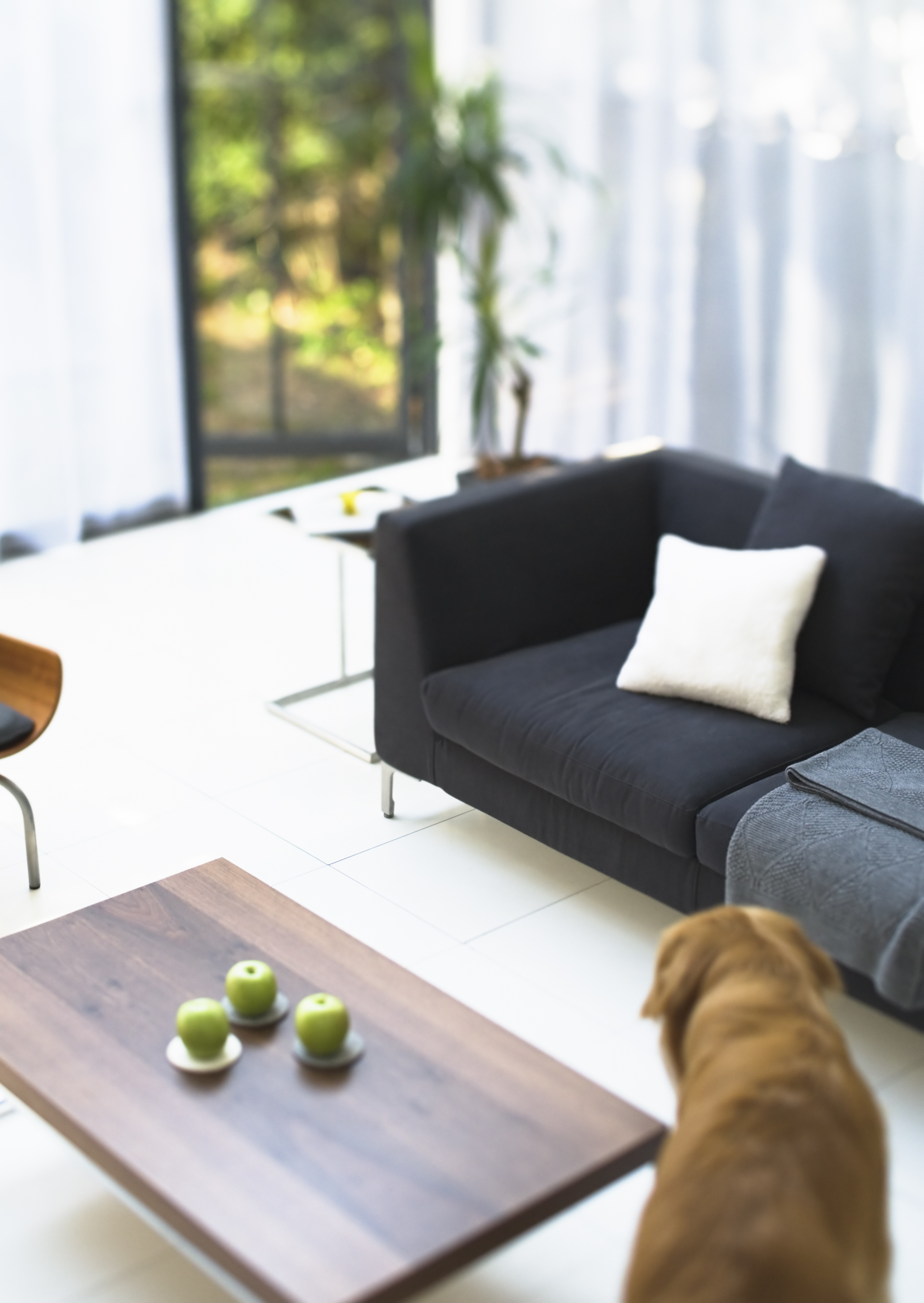 Free download high resolution image - free image free photo free stock image public domain picture -cozy living room with dogs