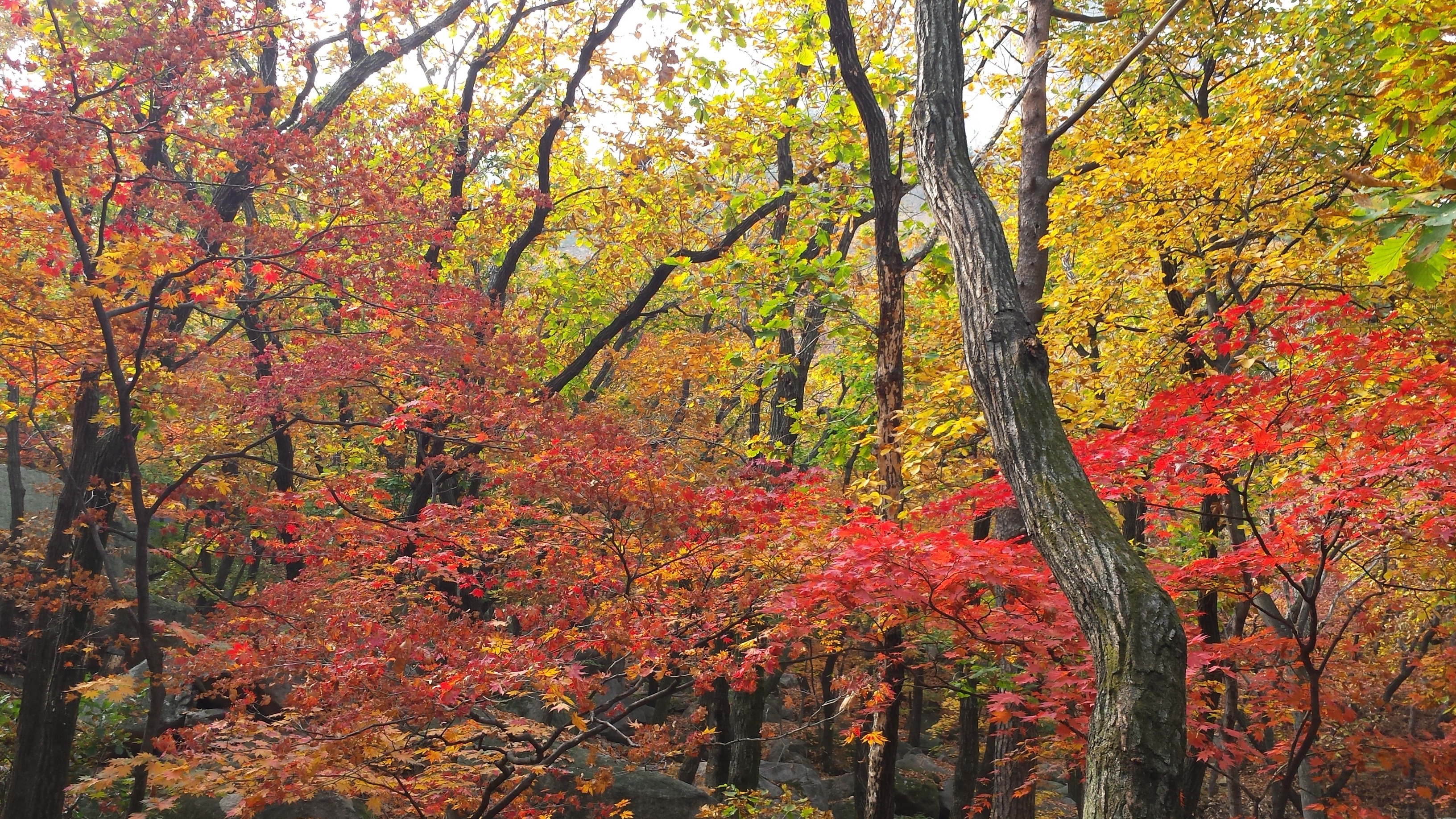 Free download high resolution image - free image free photo free stock image public domain picture -Autumn color in South korea