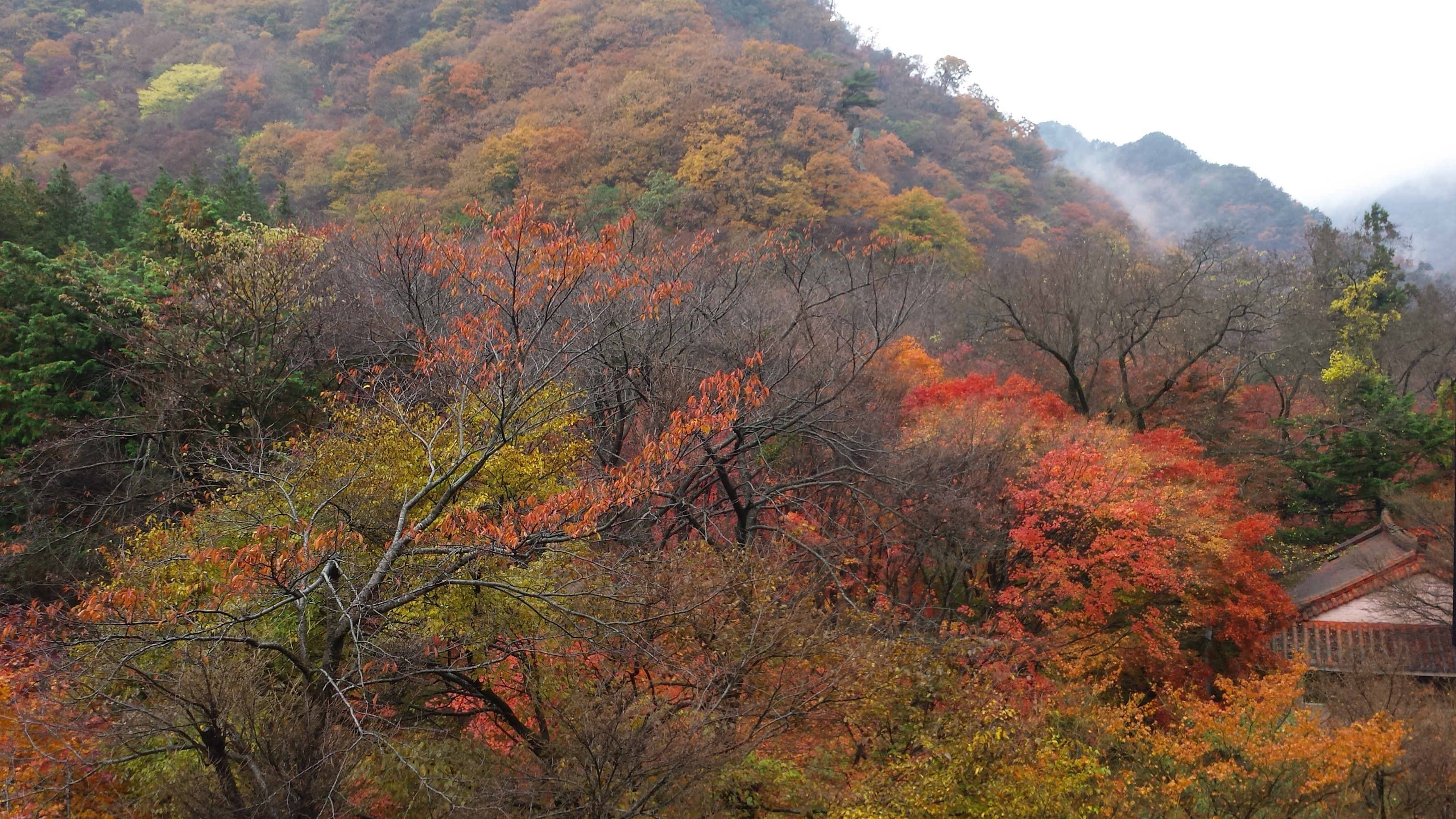 Free download high resolution image - free image free photo free stock image public domain picture -Autumn color in South korea