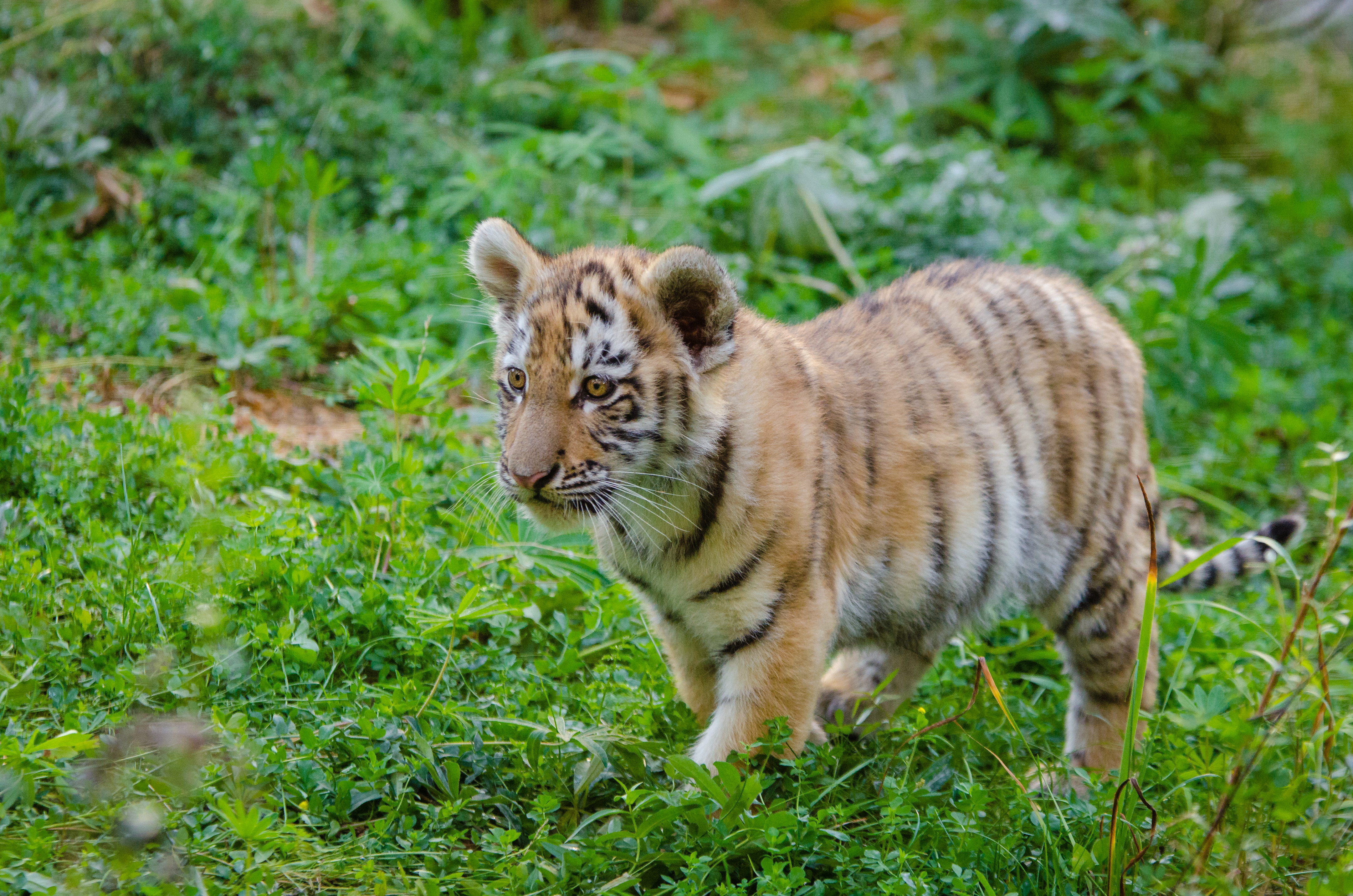 Free download high resolution image - free image free photo free stock image public domain picture -cute siberian tiger cub