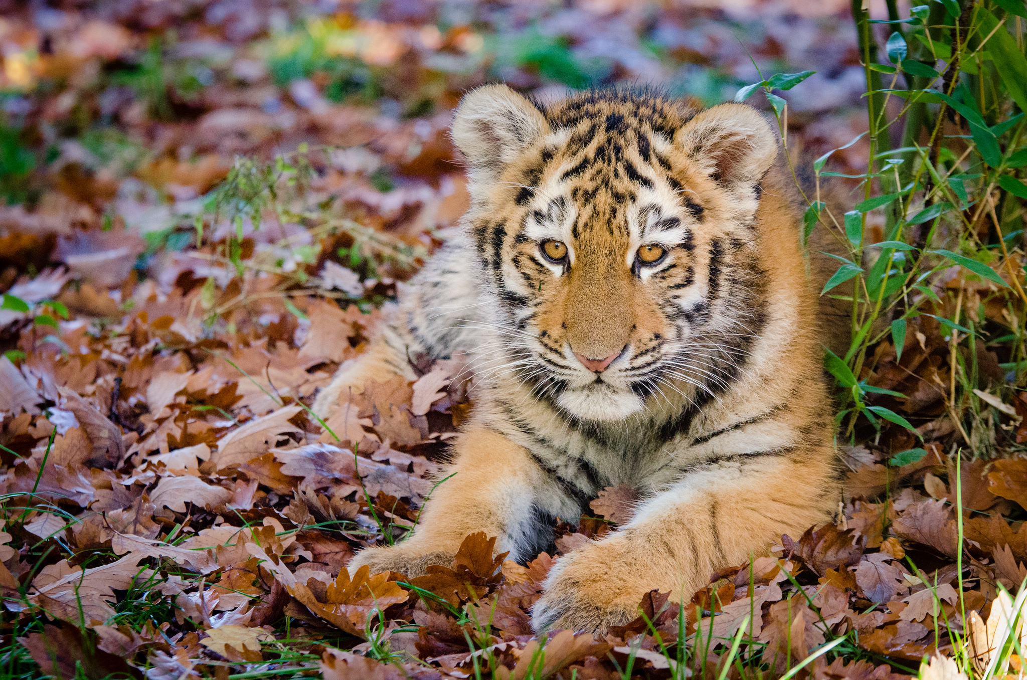 Free download high resolution image - free image free photo free stock image public domain picture -Amur tiger cub lays in a grass