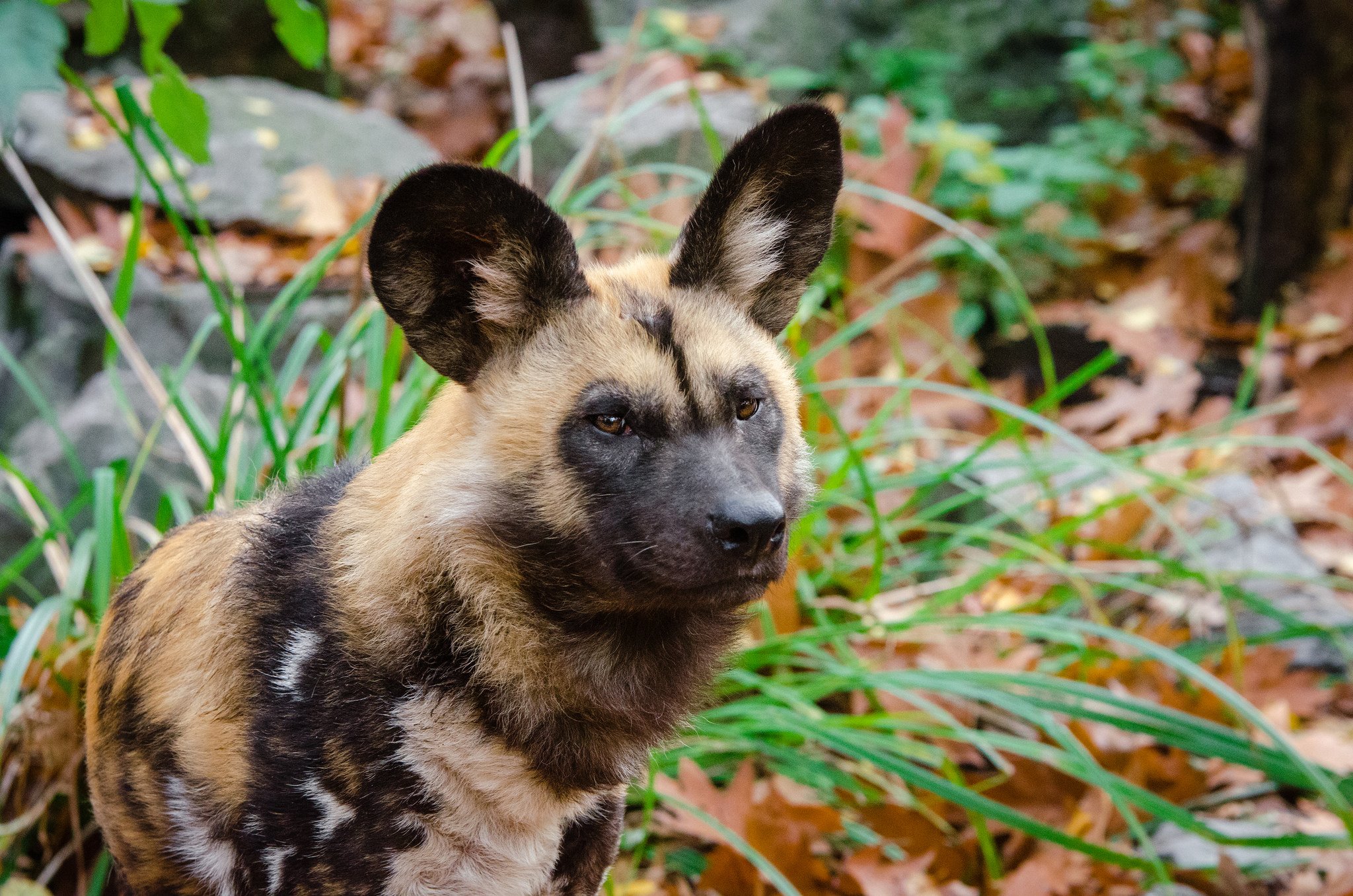 Free download high resolution image - free image free photo free stock image public domain picture -African Wild Dog