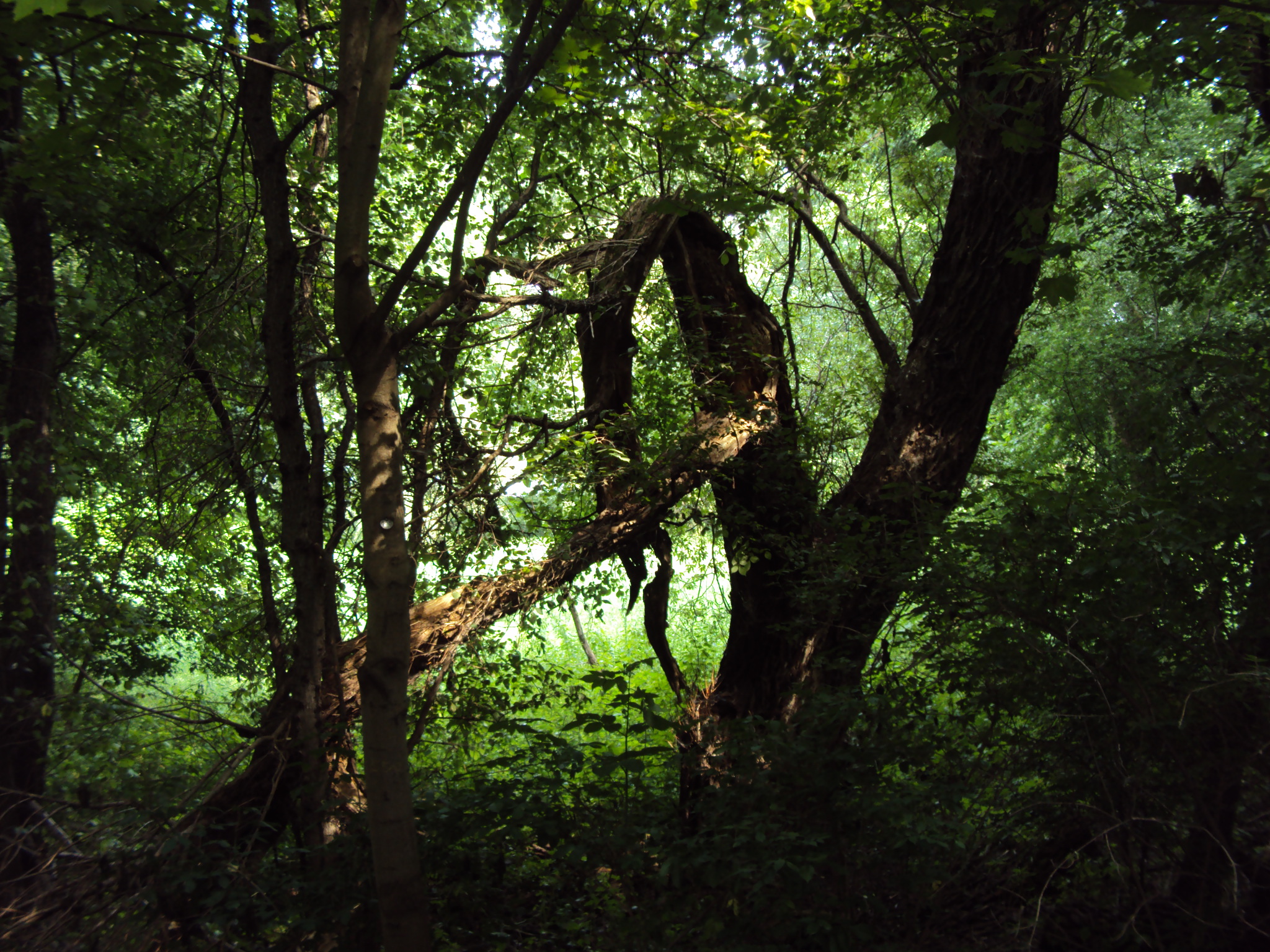 Free download high resolution image - free image free photo free stock image public domain picture -Old river park