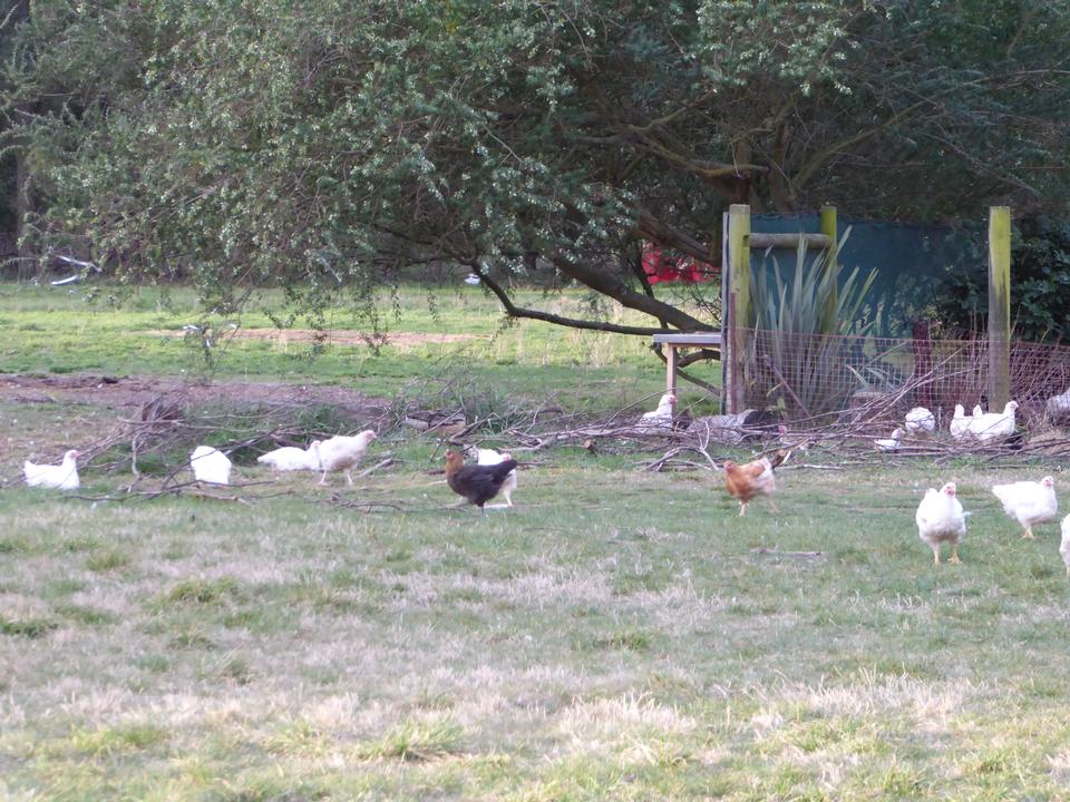 Free download high resolution image - free image free photo free stock image public domain picture  Chickens in paddock