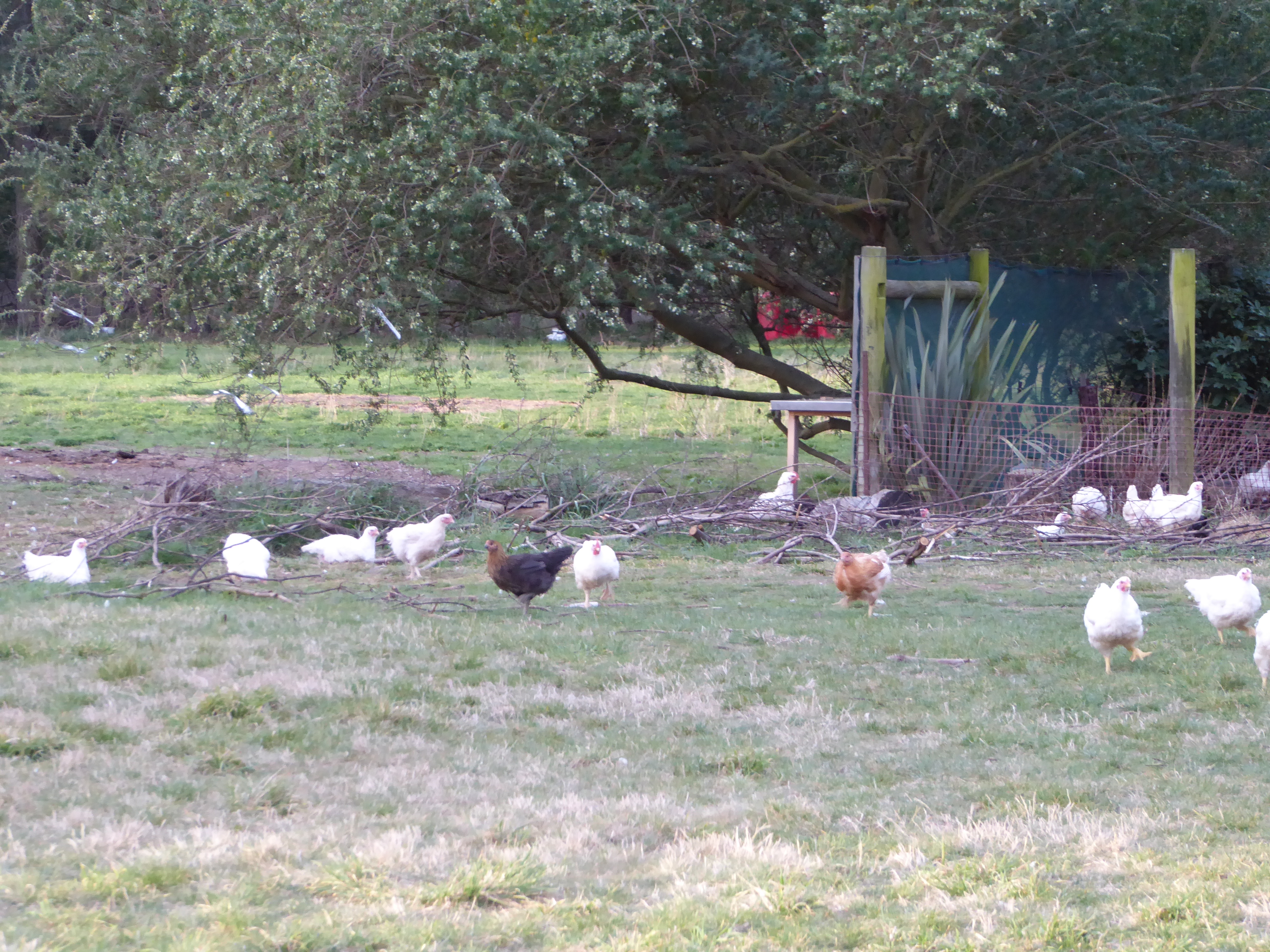 Free download high resolution image - free image free photo free stock image public domain picture -Chickens in paddock