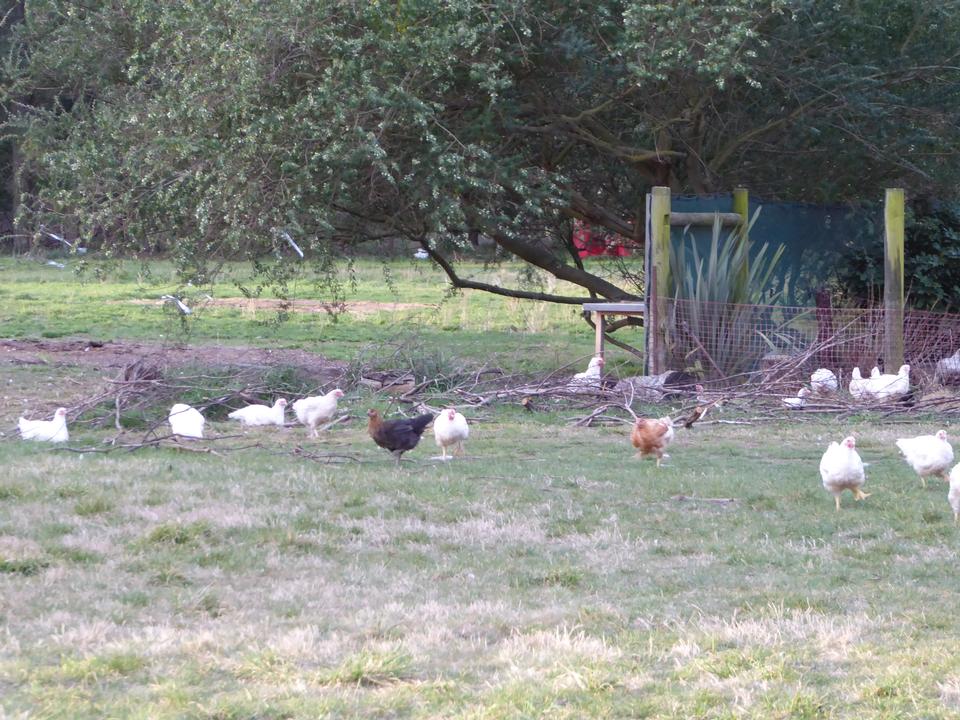 Free download high resolution image - free image free photo free stock image public domain picture  Chickens in paddock