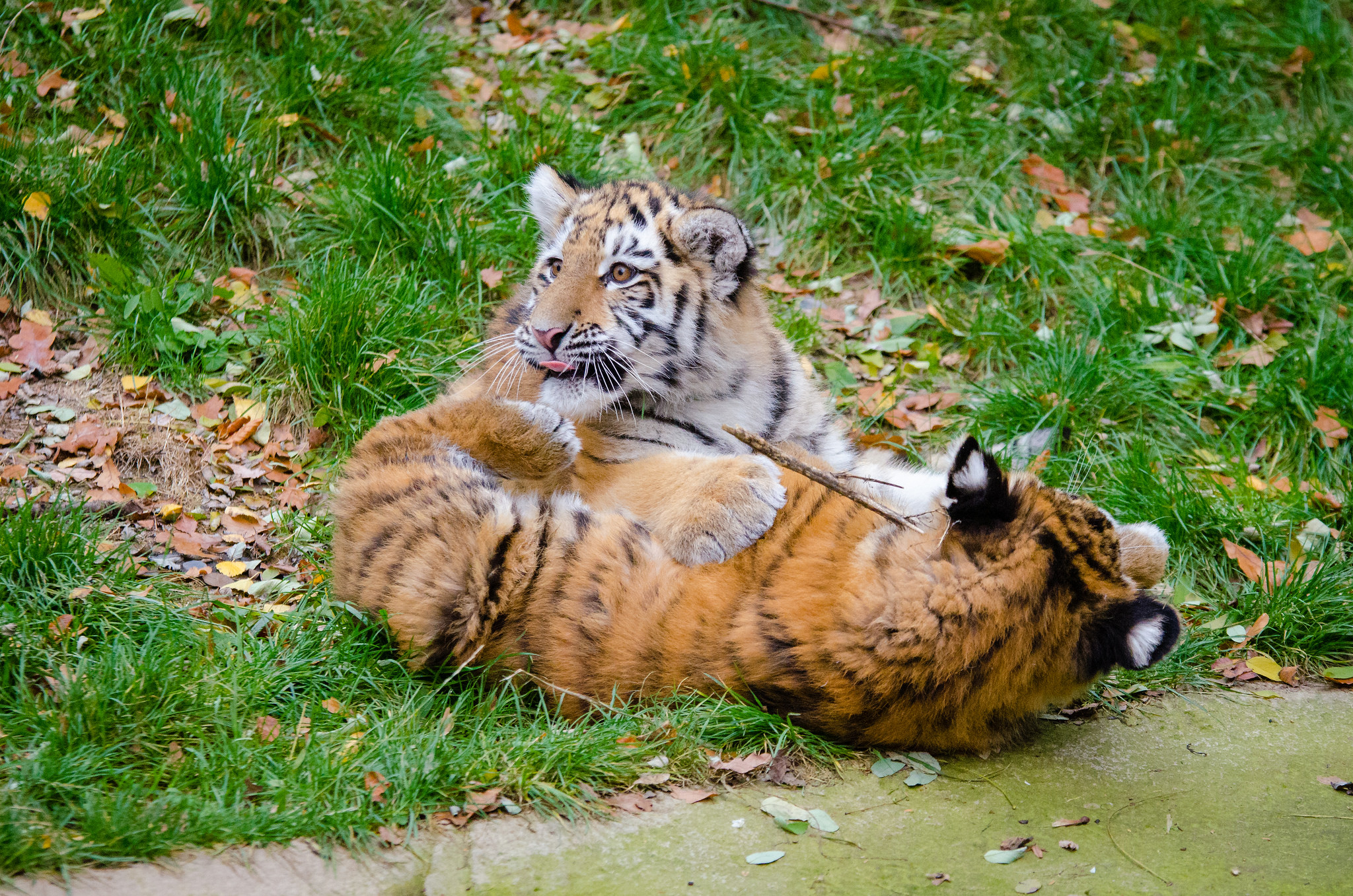 Free download high resolution image - free image free photo free stock image public domain picture -Siberian tigers