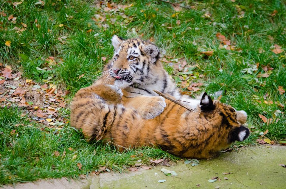 Free download high resolution image - free image free photo free stock image public domain picture  Siberian tigers