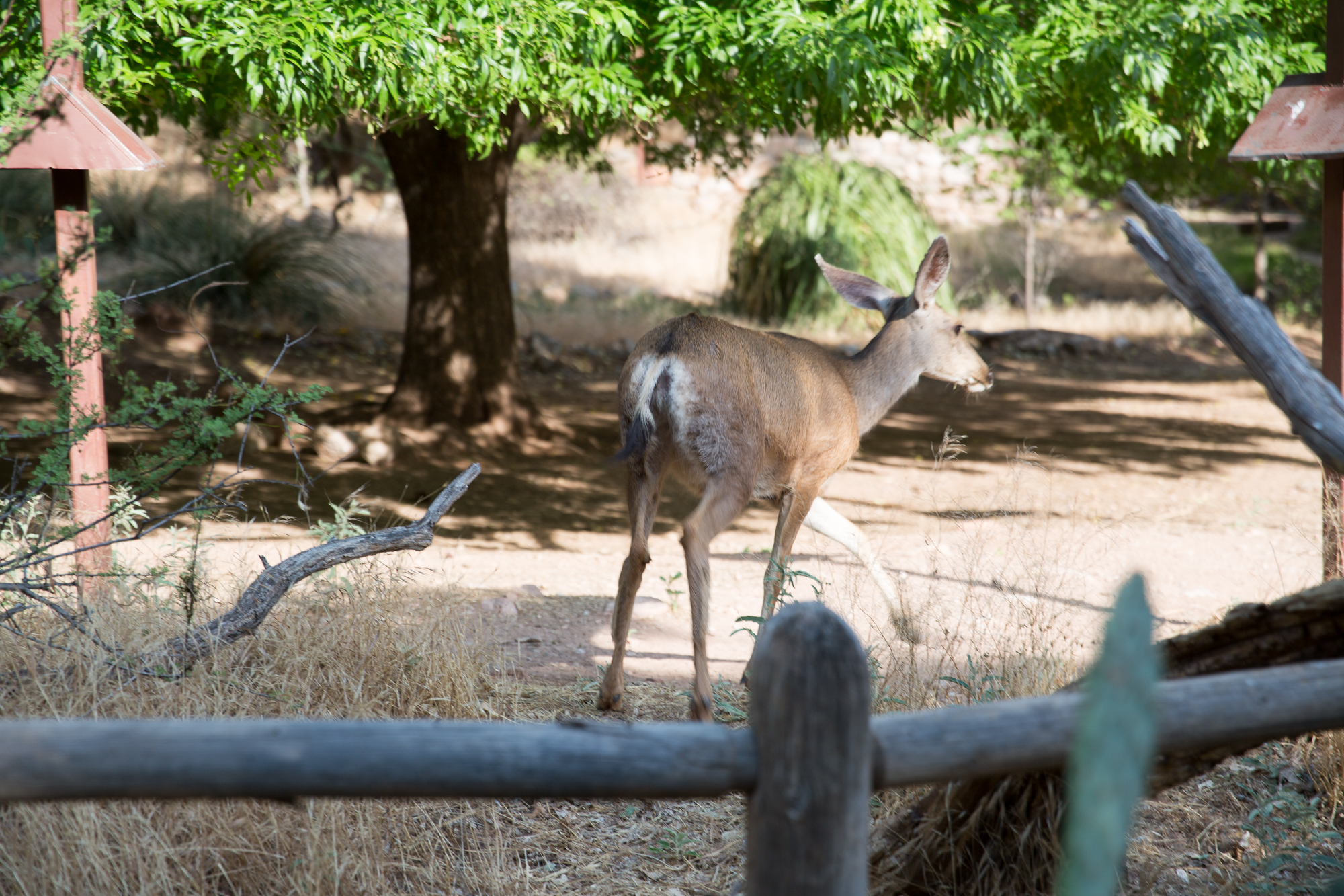 Free download high resolution image - free image free photo free stock image public domain picture -deer in morning light in the forests of the Grand Canyon