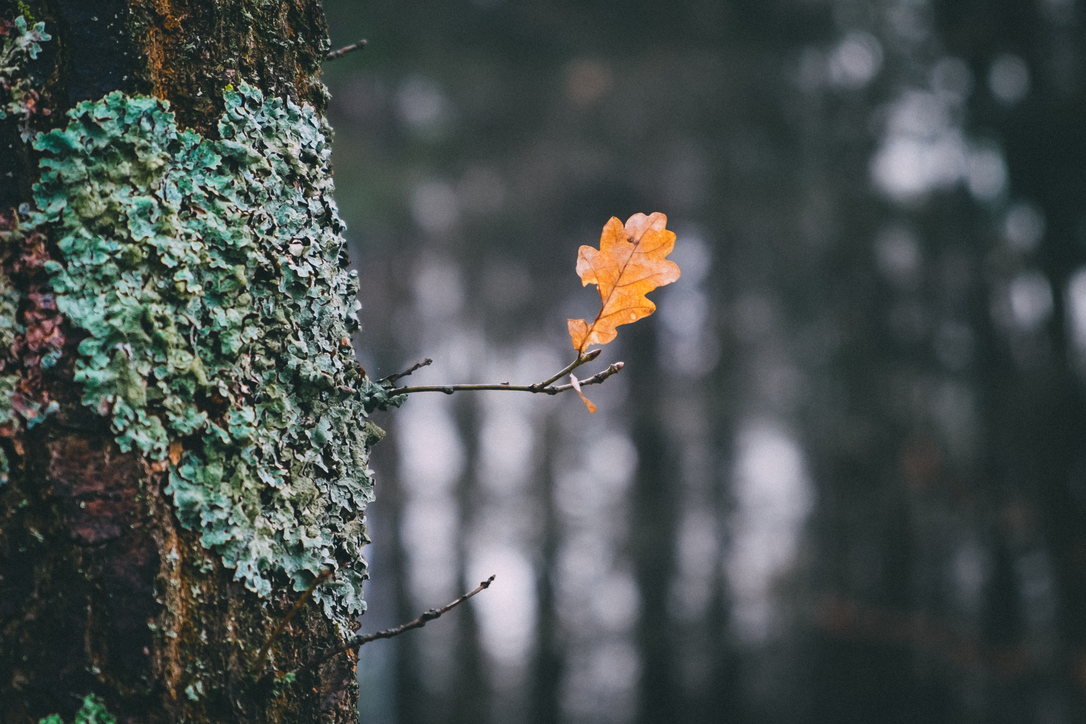 Free download high resolution image - free image free photo free stock image public domain picture -Autumn a Leaf background