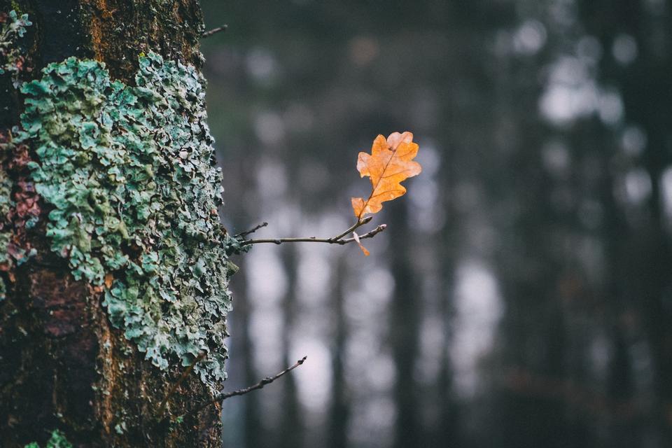 Free download high resolution image - free image free photo free stock image public domain picture  Autumn a Leaf background