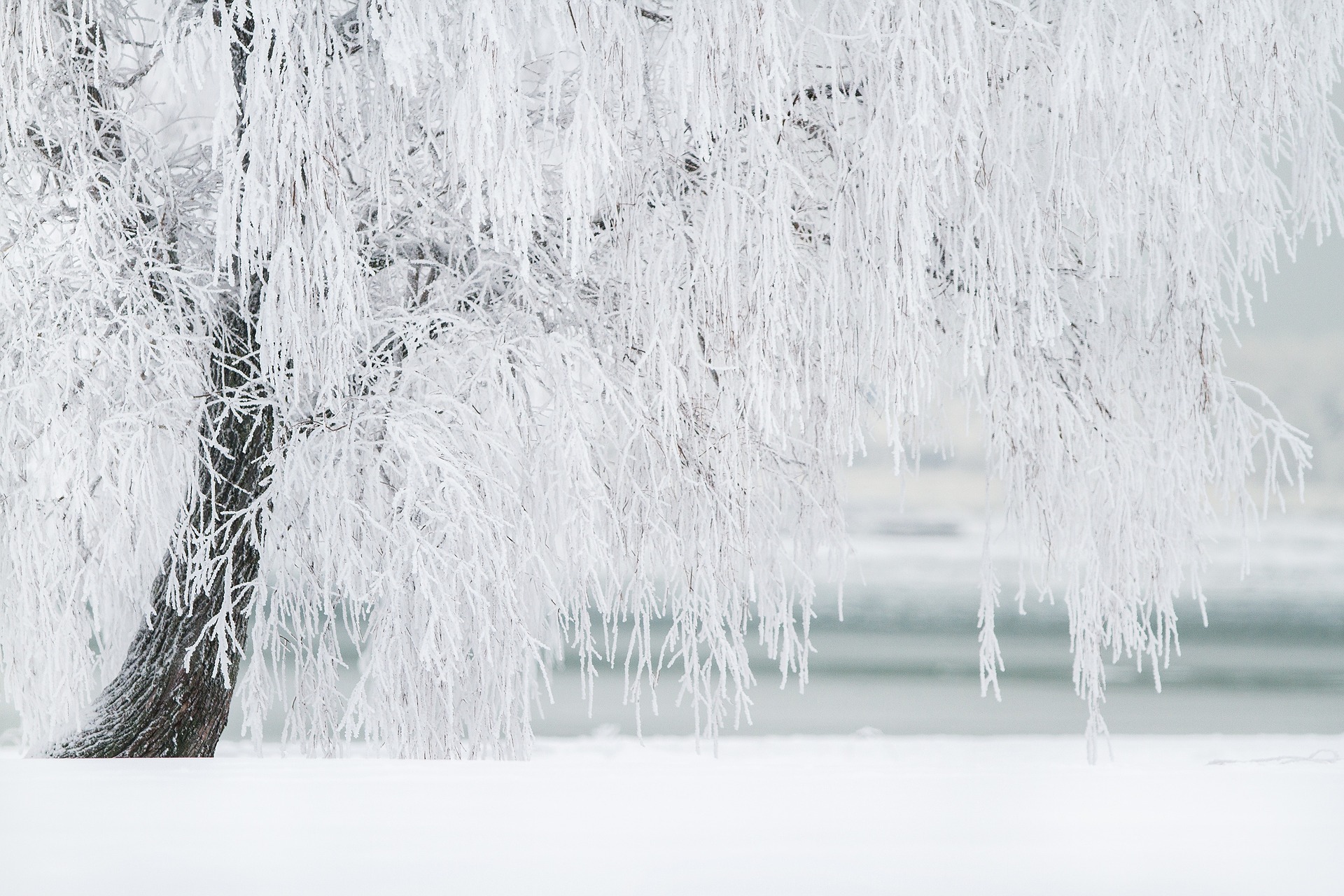 Free download high resolution image - free image free photo free stock image public domain picture -White Tree in Winter