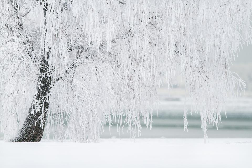 Free download high resolution image - free image free photo free stock image public domain picture  White Tree in Winter