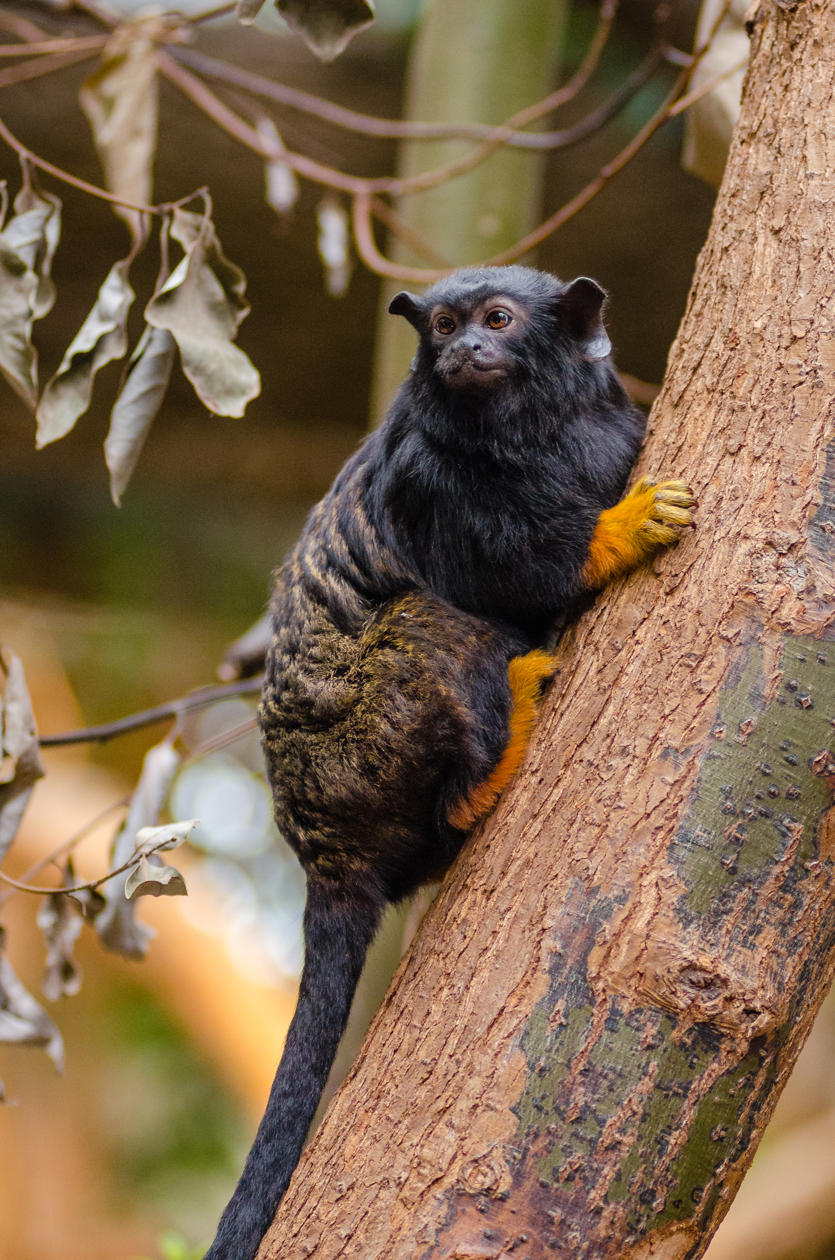 Free download high resolution image - free image free photo free stock image public domain picture -Red Handed Tamarin Monkey in the park, endanger species