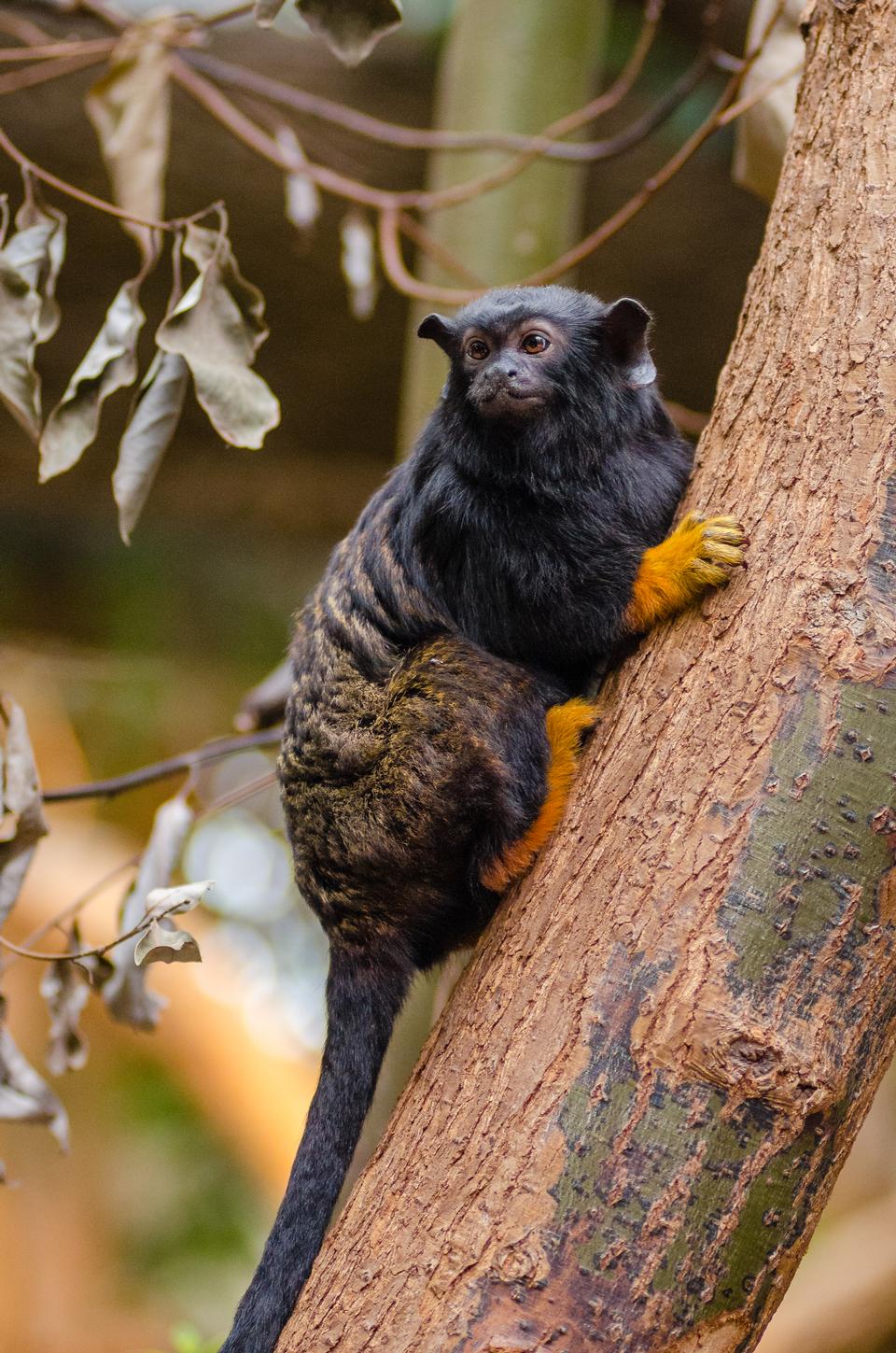 Free download high resolution image - free image free photo free stock image public domain picture  Red Handed Tamarin Monkey in the park, endanger species