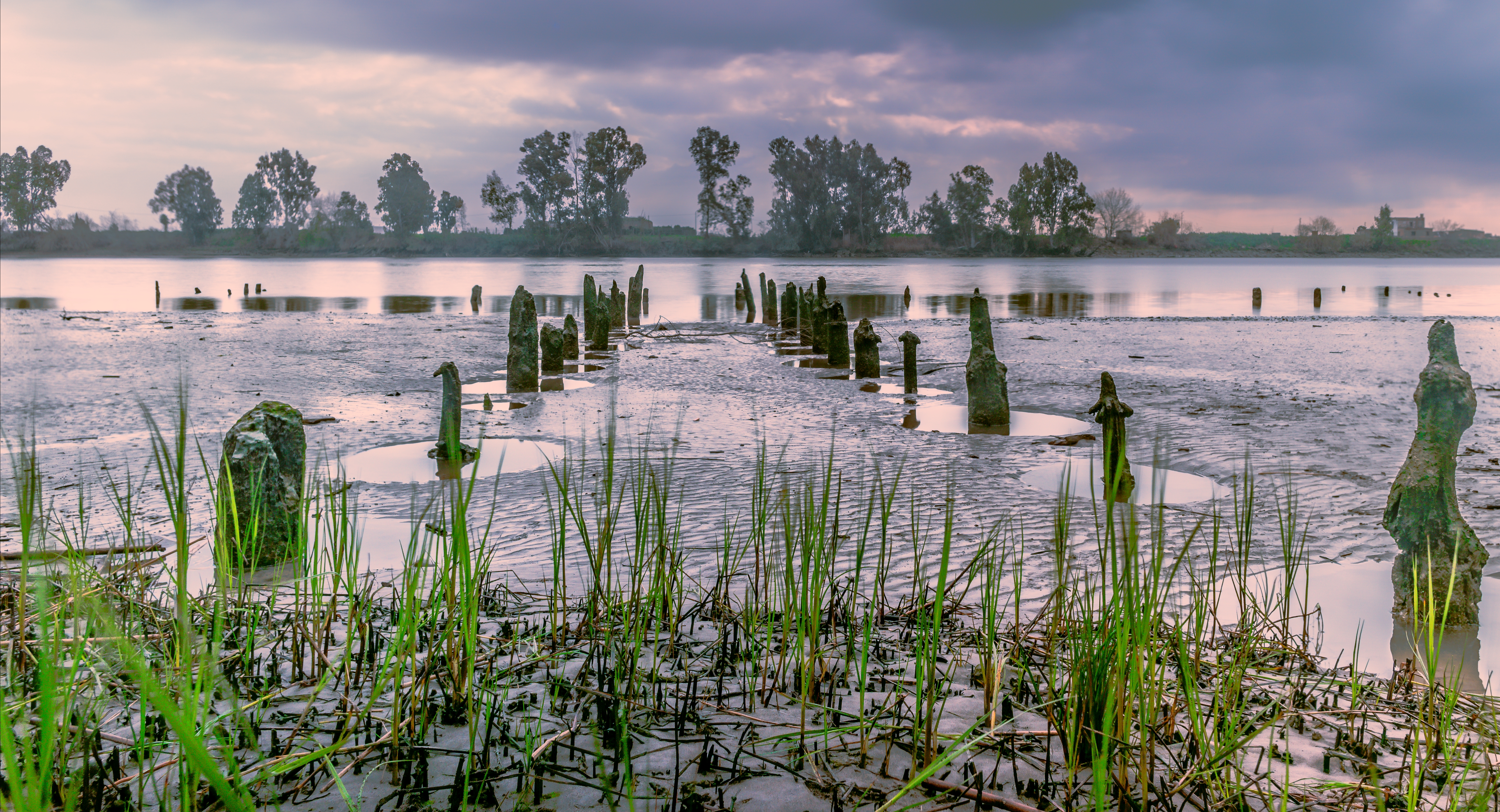 Free download high resolution image - free image free photo free stock image public domain picture -River reeds