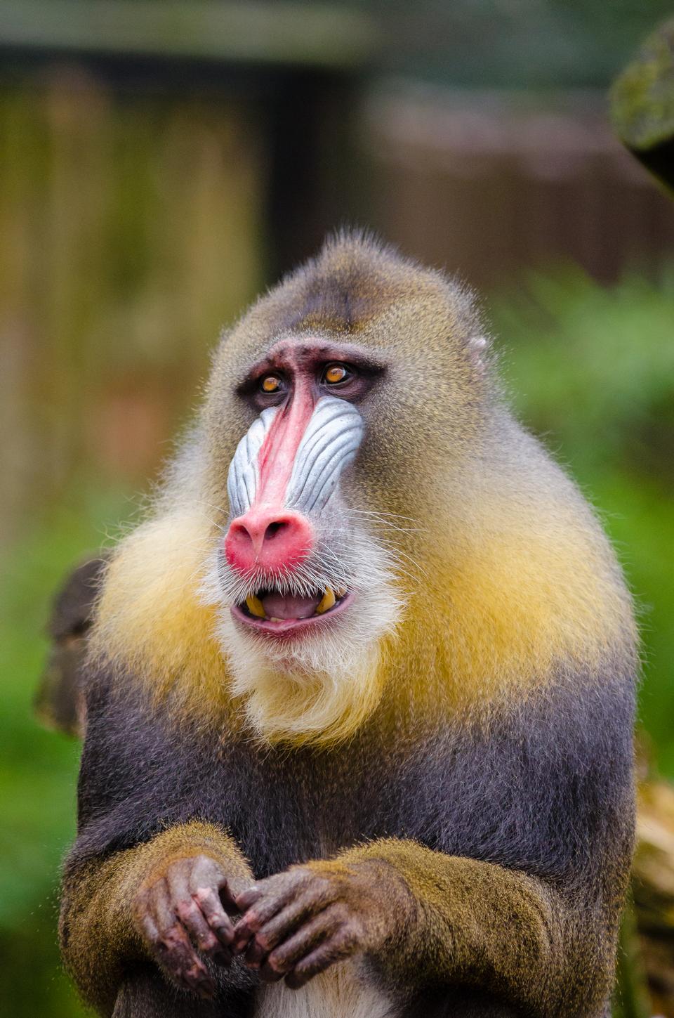 Free download high resolution image - free image free photo free stock image public domain picture  Mandrill monkey