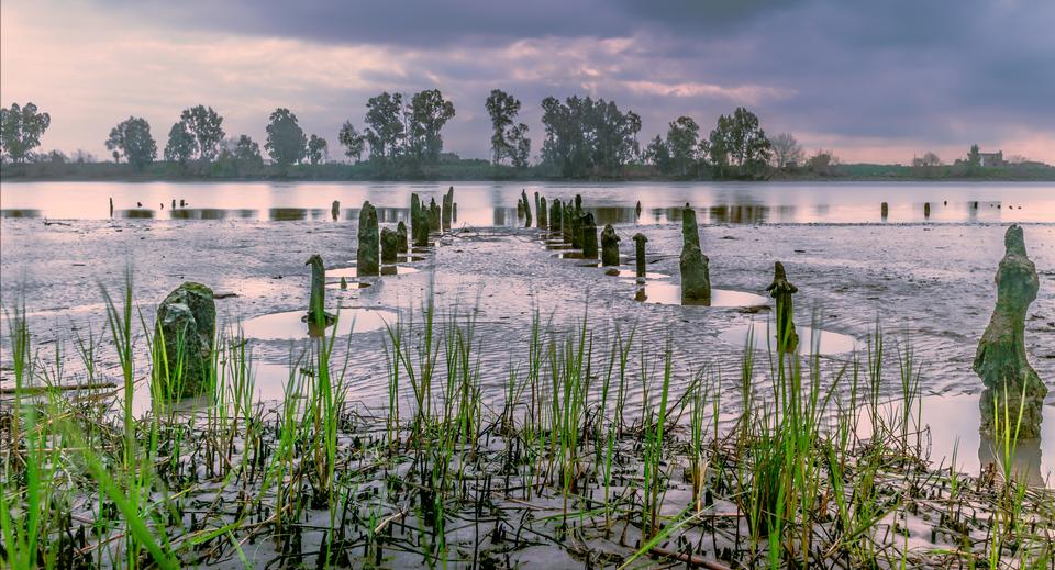 Free download high resolution image - free image free photo free stock image public domain picture  River reeds