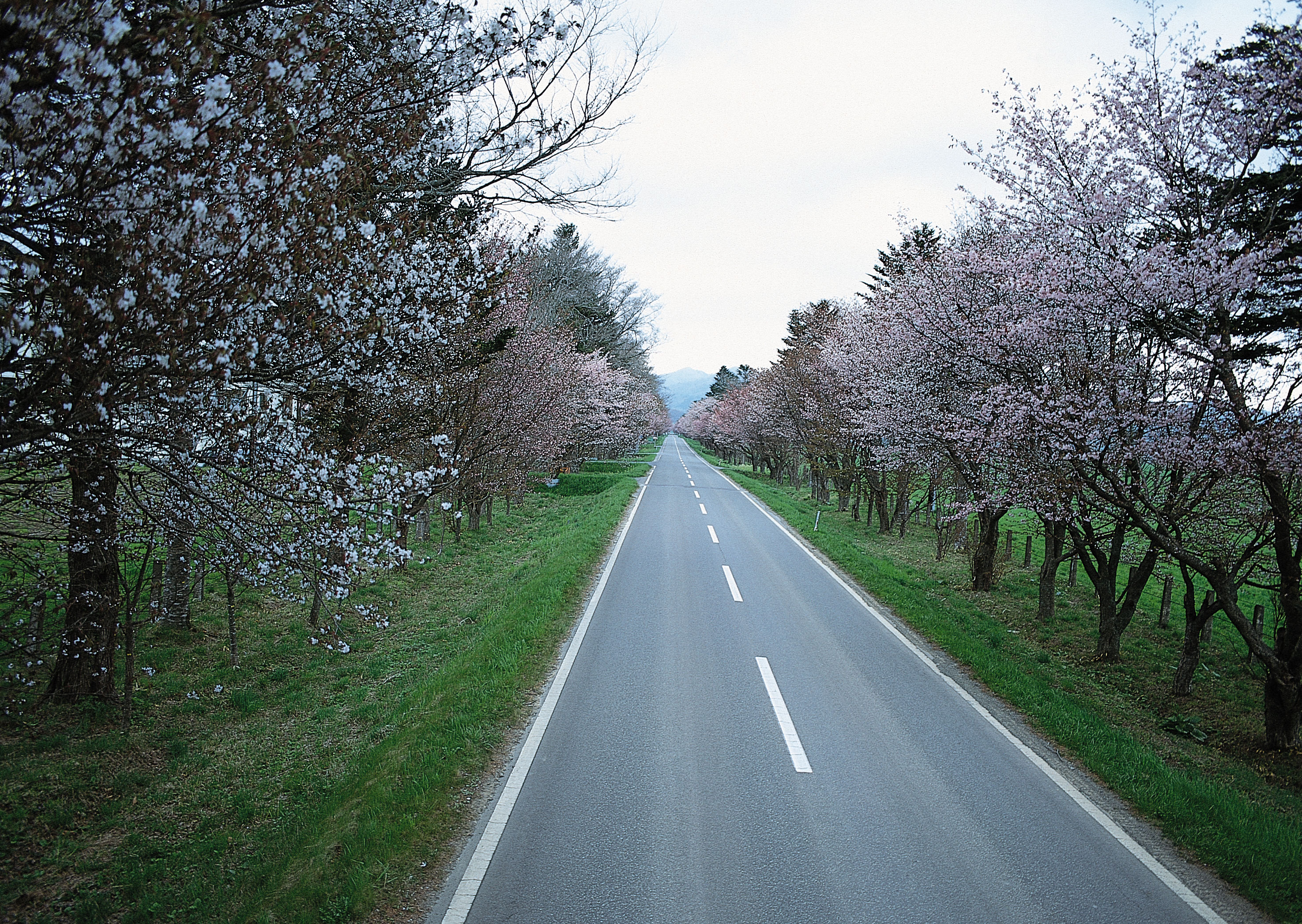 Free download high resolution image - free image free photo free stock image public domain picture -road and alley of flowering cherry-trees