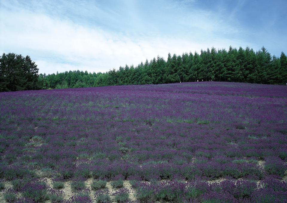 Free download high resolution image - free image free photo free stock image public domain picture  Sunset over a summer lavender field