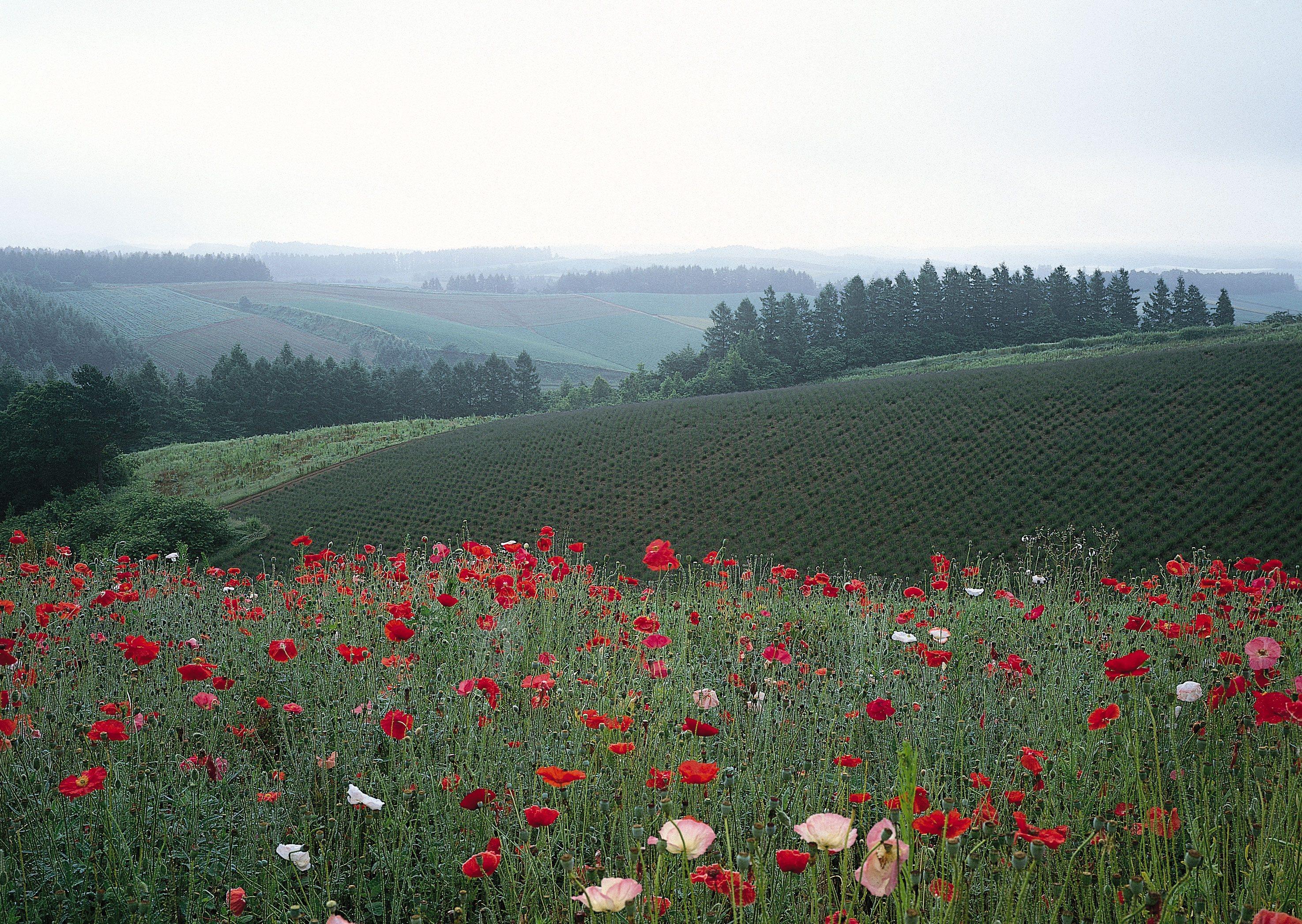 Free download high resolution image - free image free photo free stock image public domain picture -A field of red poppies and other wild flowers