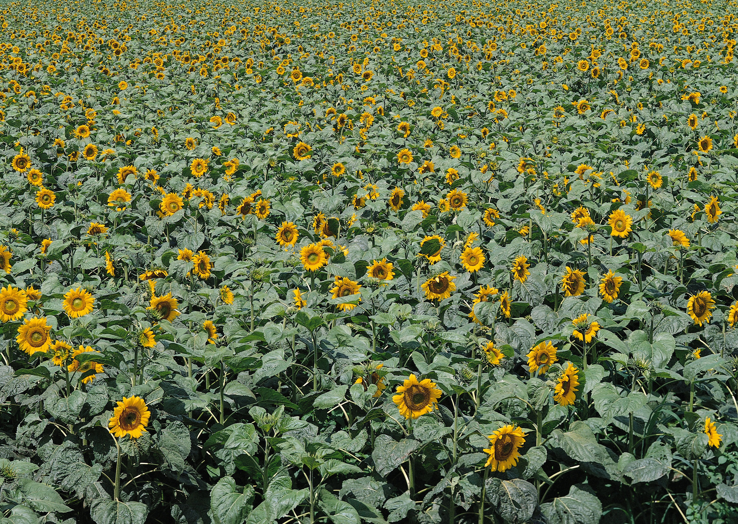 Free download high resolution image - free image free photo free stock image public domain picture -Blooming field of sunflowers