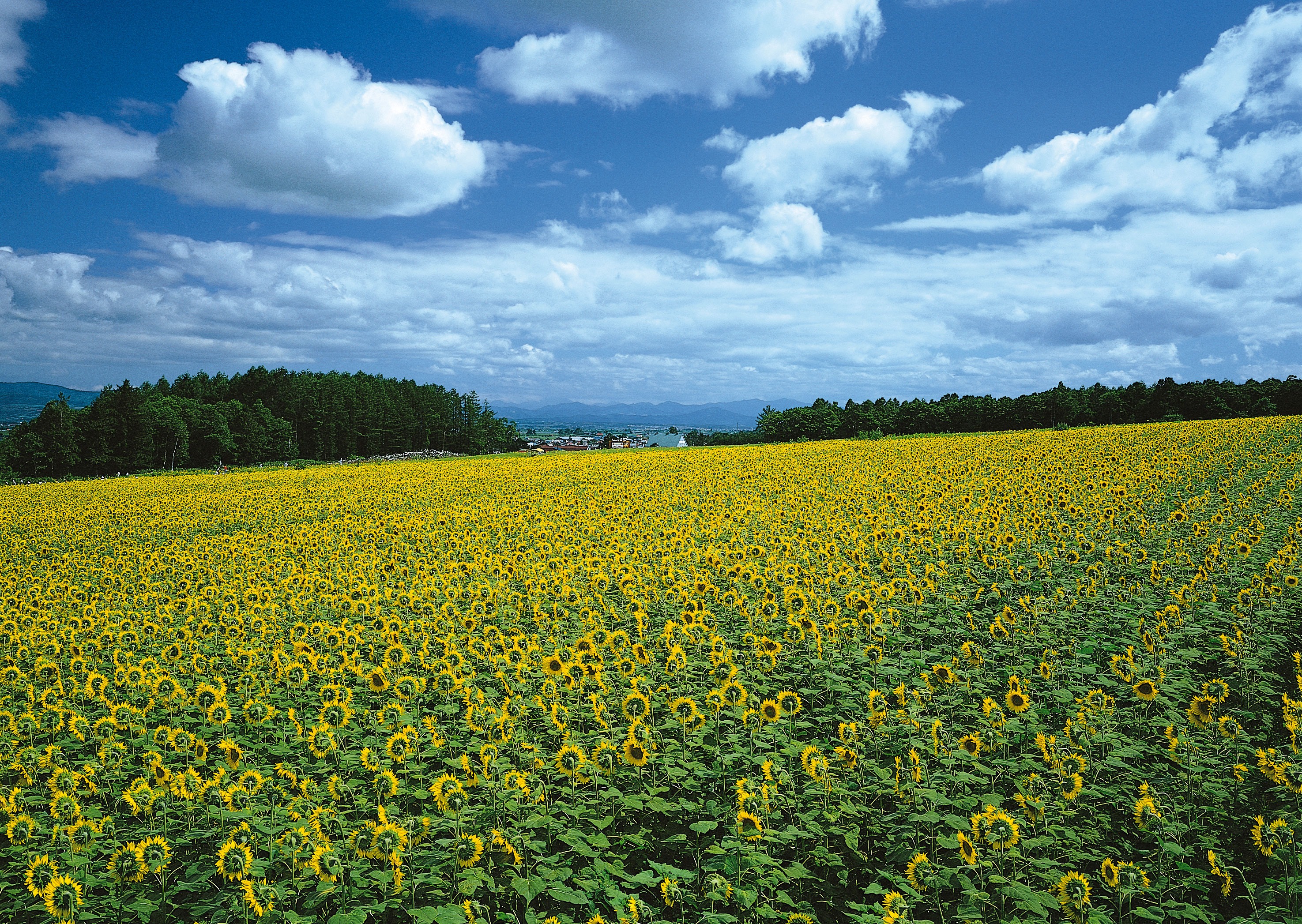 Free download high resolution image - free image free photo free stock image public domain picture -field of sunflowers and blue sun sky