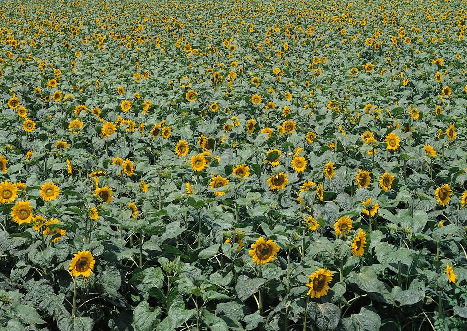 Free download high resolution image - free image free photo free stock image public domain picture  Blooming field of sunflowers