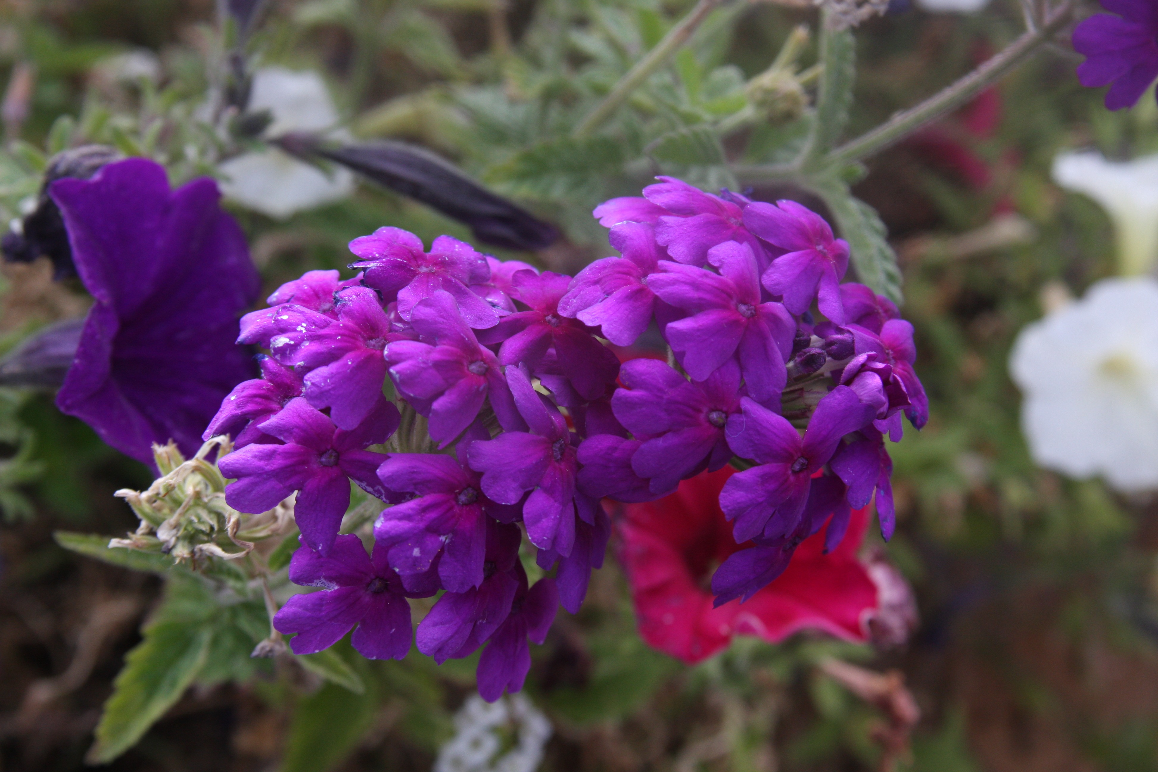 Free download high resolution image - free image free photo free stock image public domain picture -mountain wildflowers