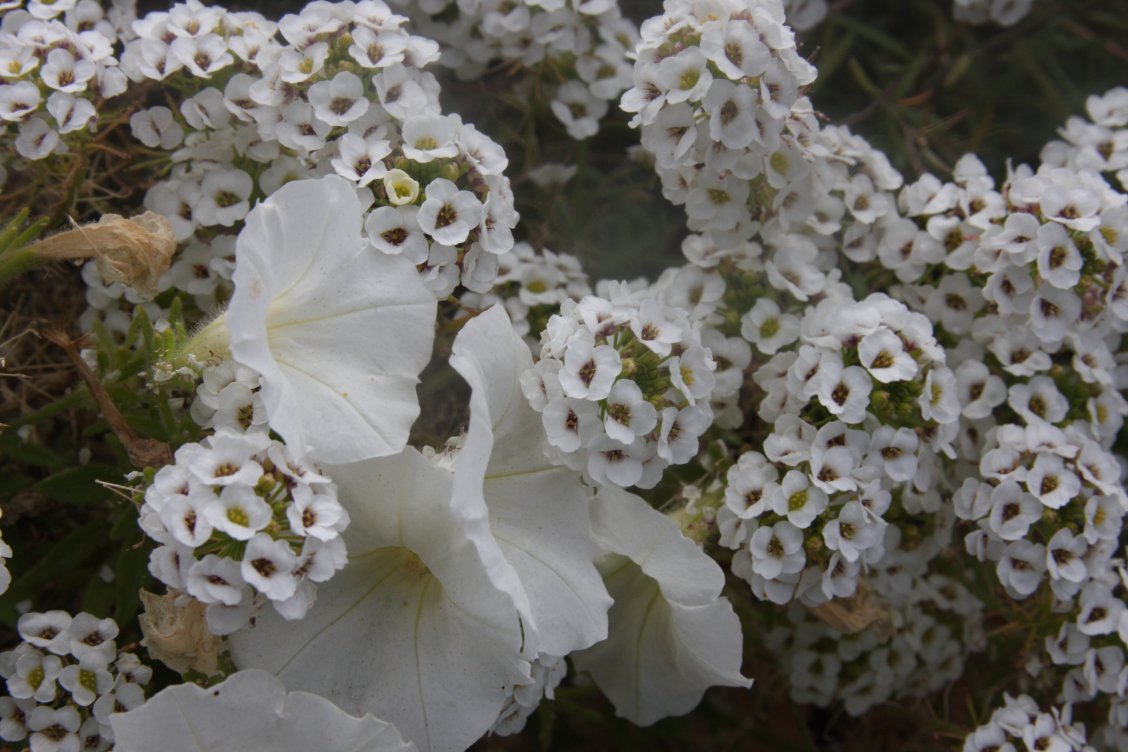 Free download high resolution image - free image free photo free stock image public domain picture -mountain wildflowers