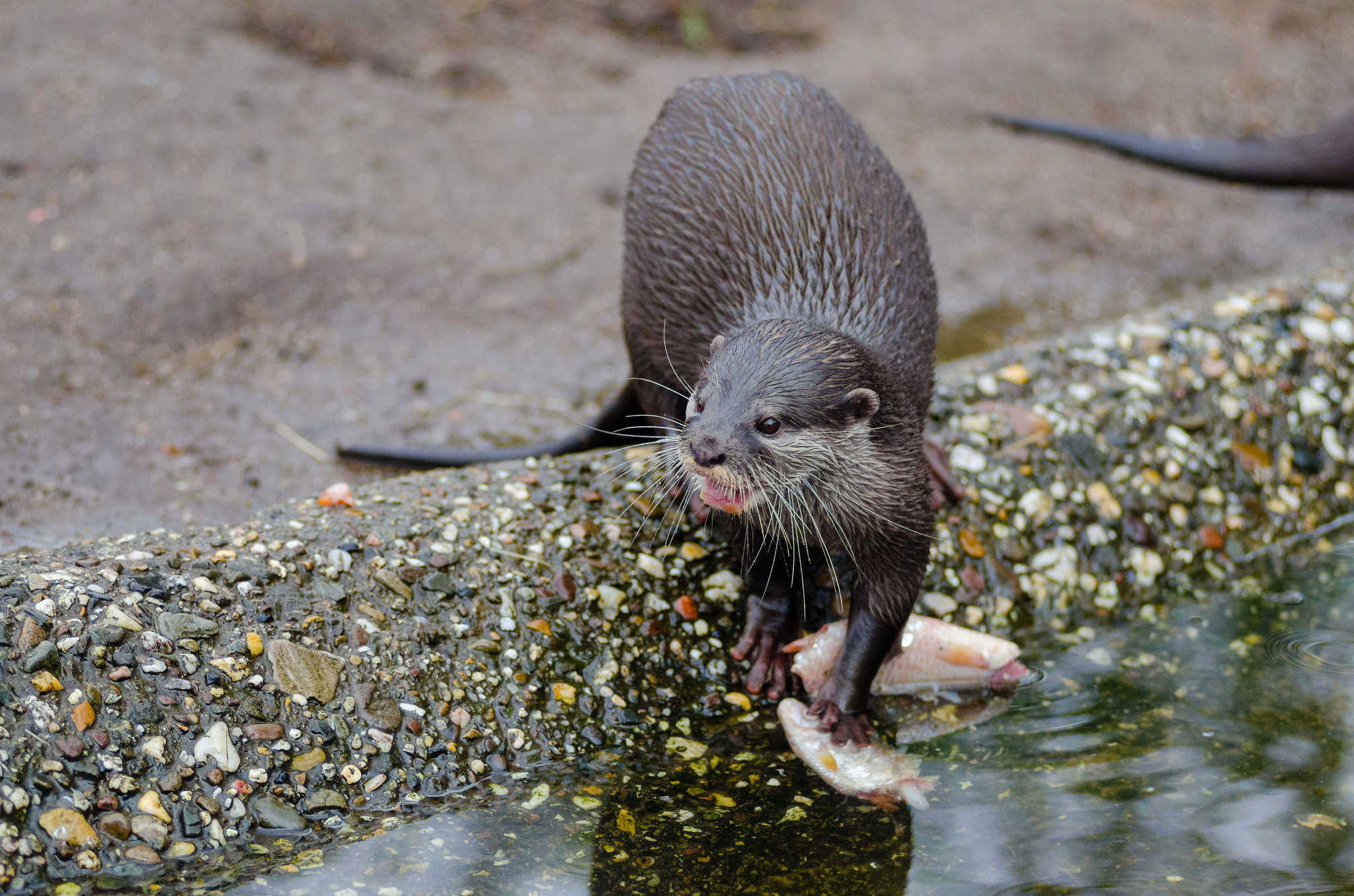 Free download high resolution image - free image free photo free stock image public domain picture -Asian small-clawed otter eating fish edge of water on rock