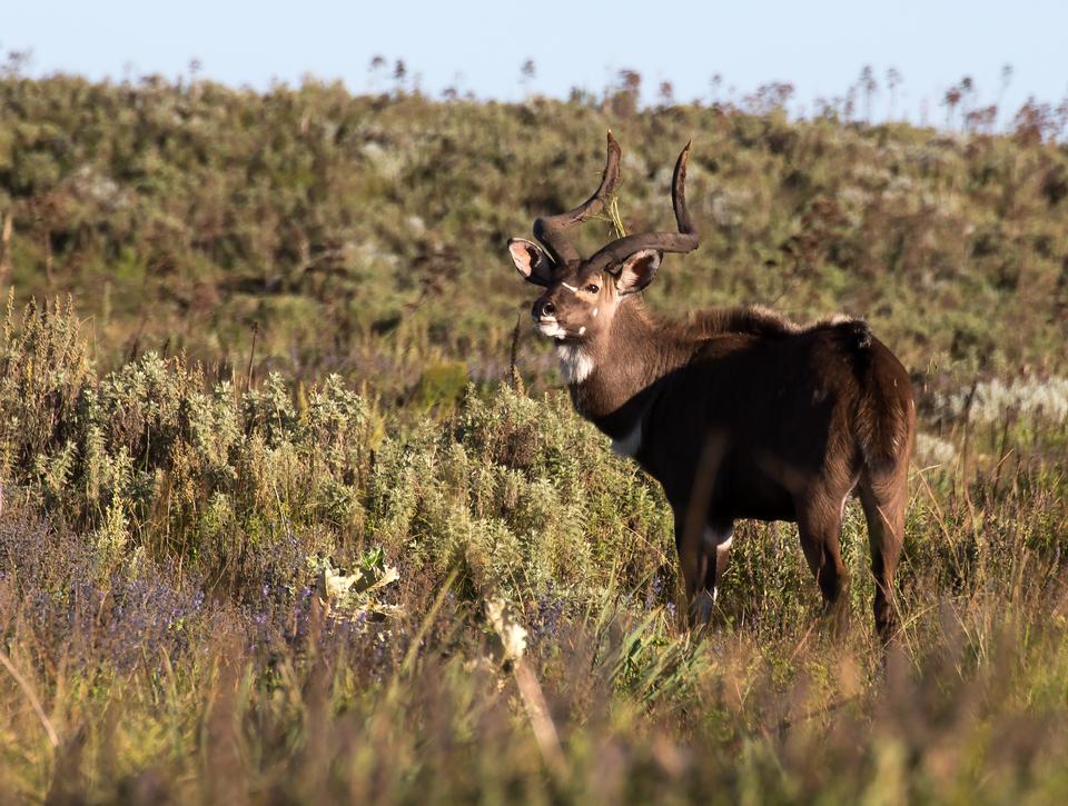 Free download high resolution image - free image free photo free stock image public domain picture  Beautiful male Mountain Nyala in Ethiopia