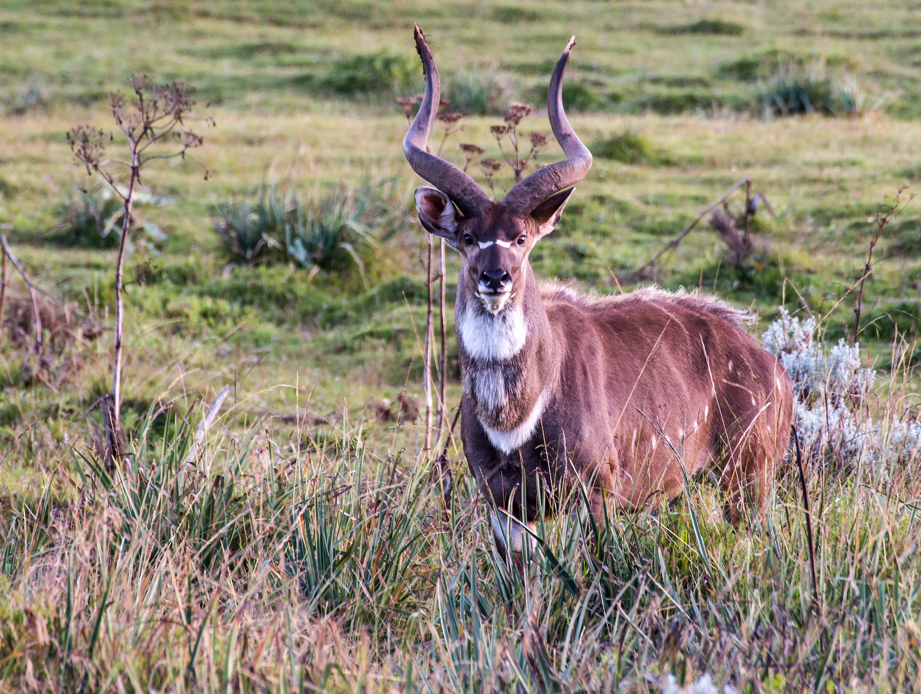 Free download high resolution image - free image free photo free stock image public domain picture -Beautiful male Mountain Nyala in Ethiopia