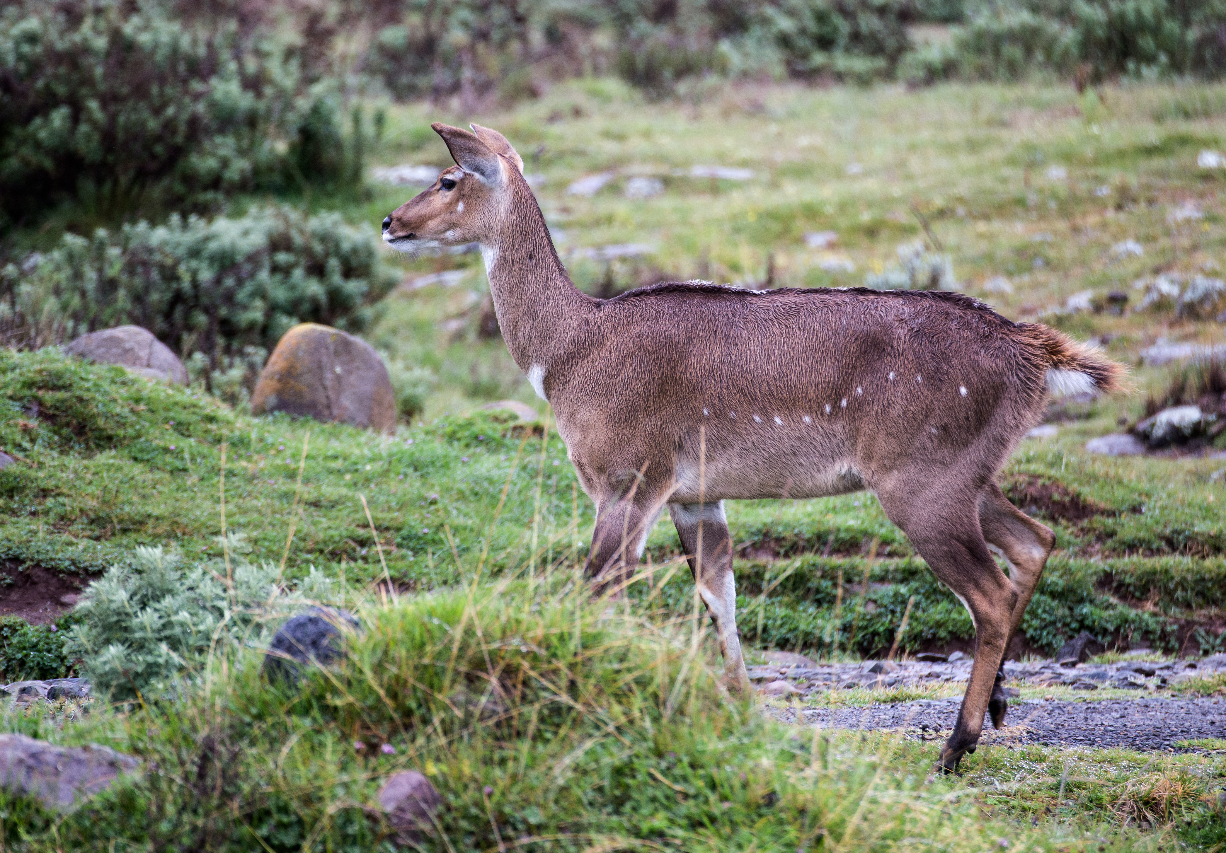 Free download high resolution image - free image free photo free stock image public domain picture -Beautiful male Mountain Nyala in Ethiopia