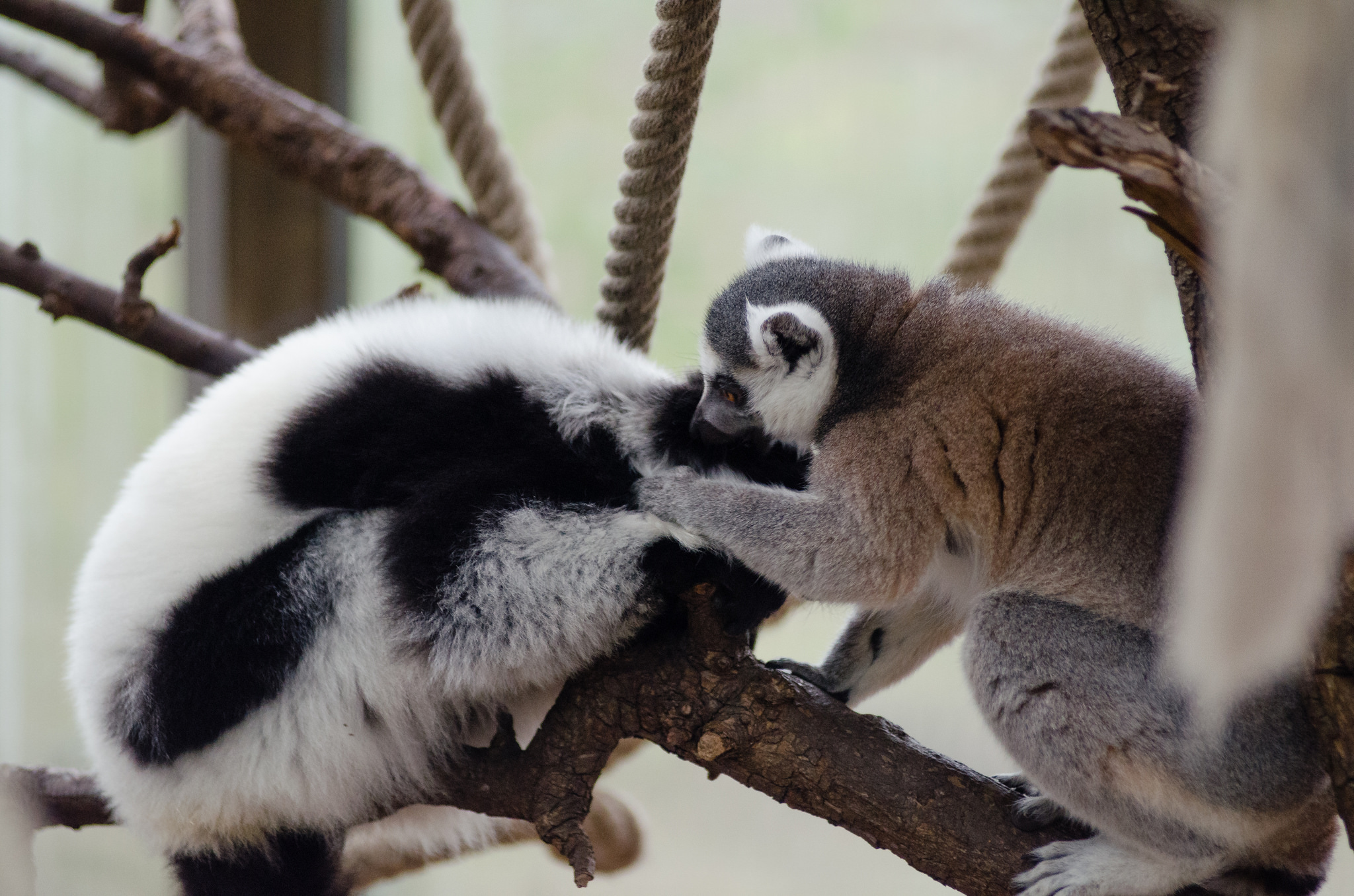 Free download high resolution image - free image free photo free stock image public domain picture -Two adult lemur katta