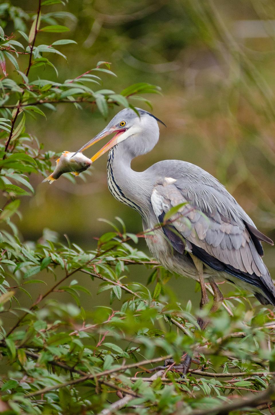 Free download high resolution image - free image free photo free stock image public domain picture  heron with fish