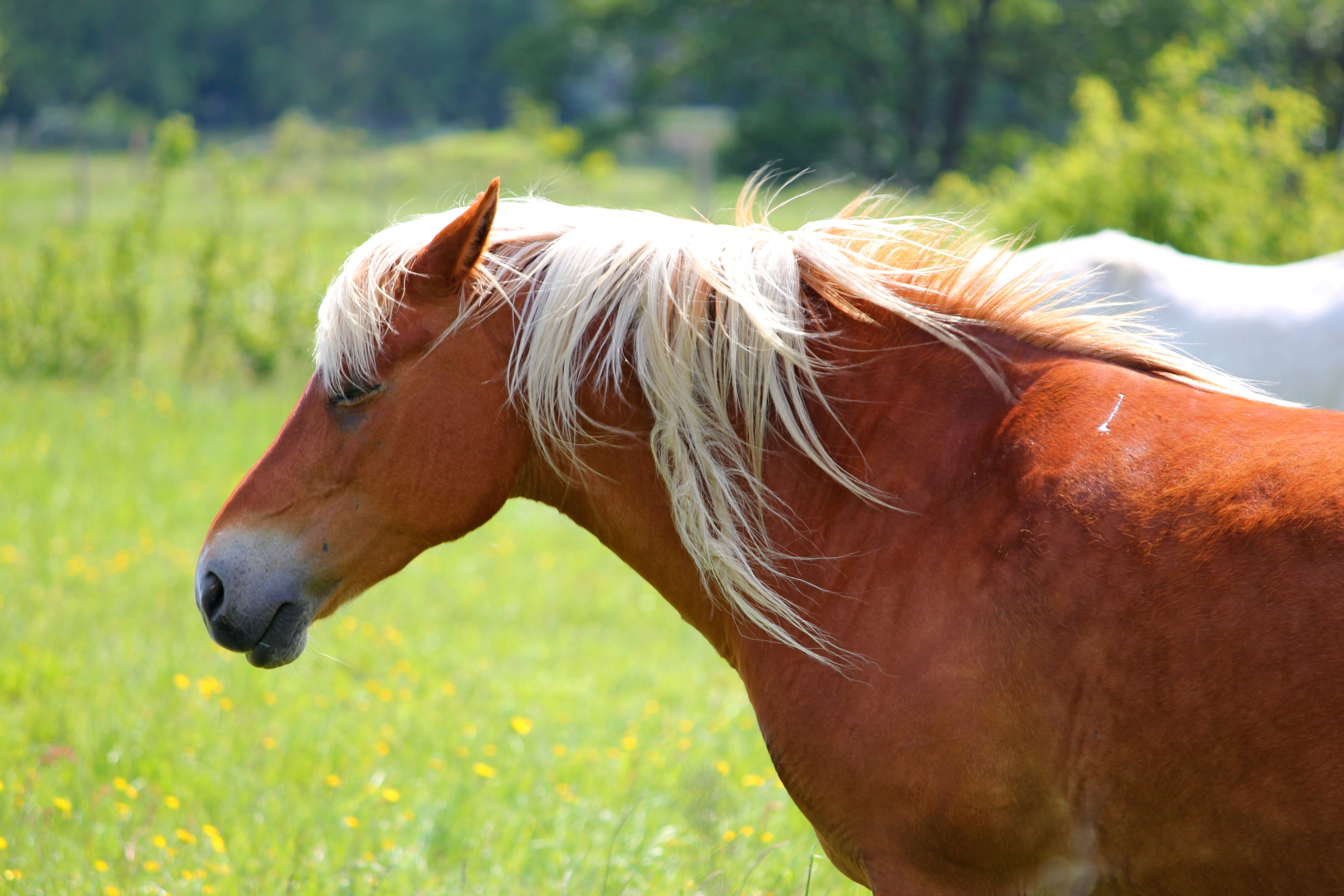 Free download high resolution image - free image free photo free stock image public domain picture - Arabian horse grazing in lush green