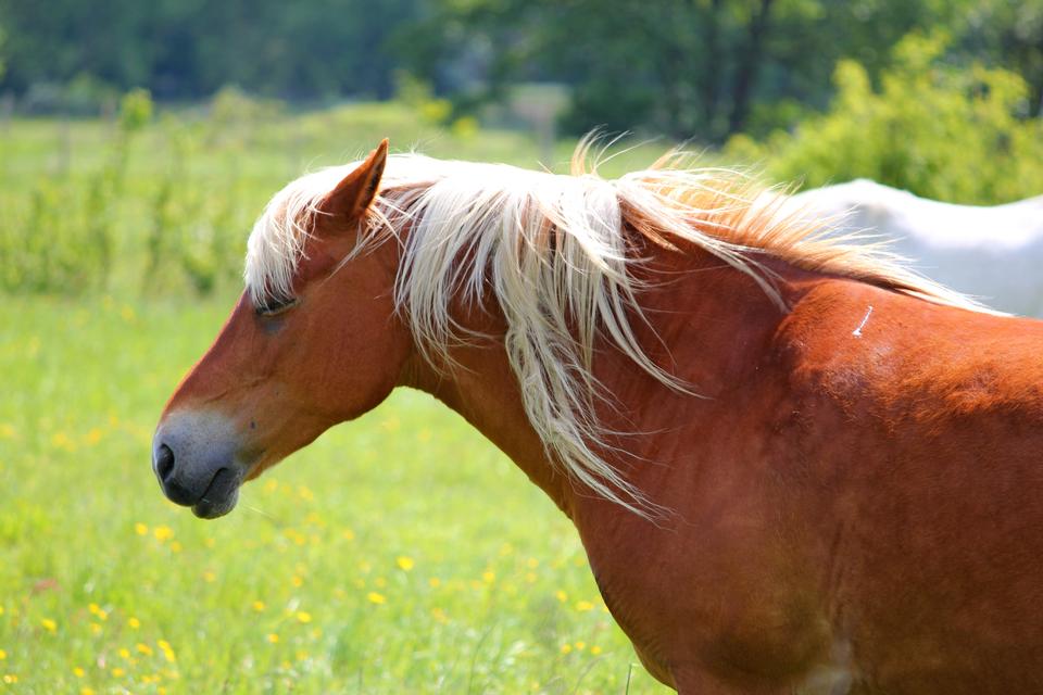 Free download high resolution image - free image free photo free stock image public domain picture   Arabian horse grazing in lush green