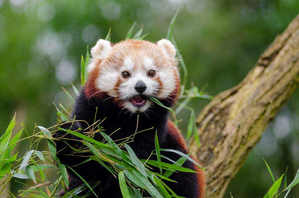 Free download high resolution image - free image free photo free stock image public domain picture  Red Panda